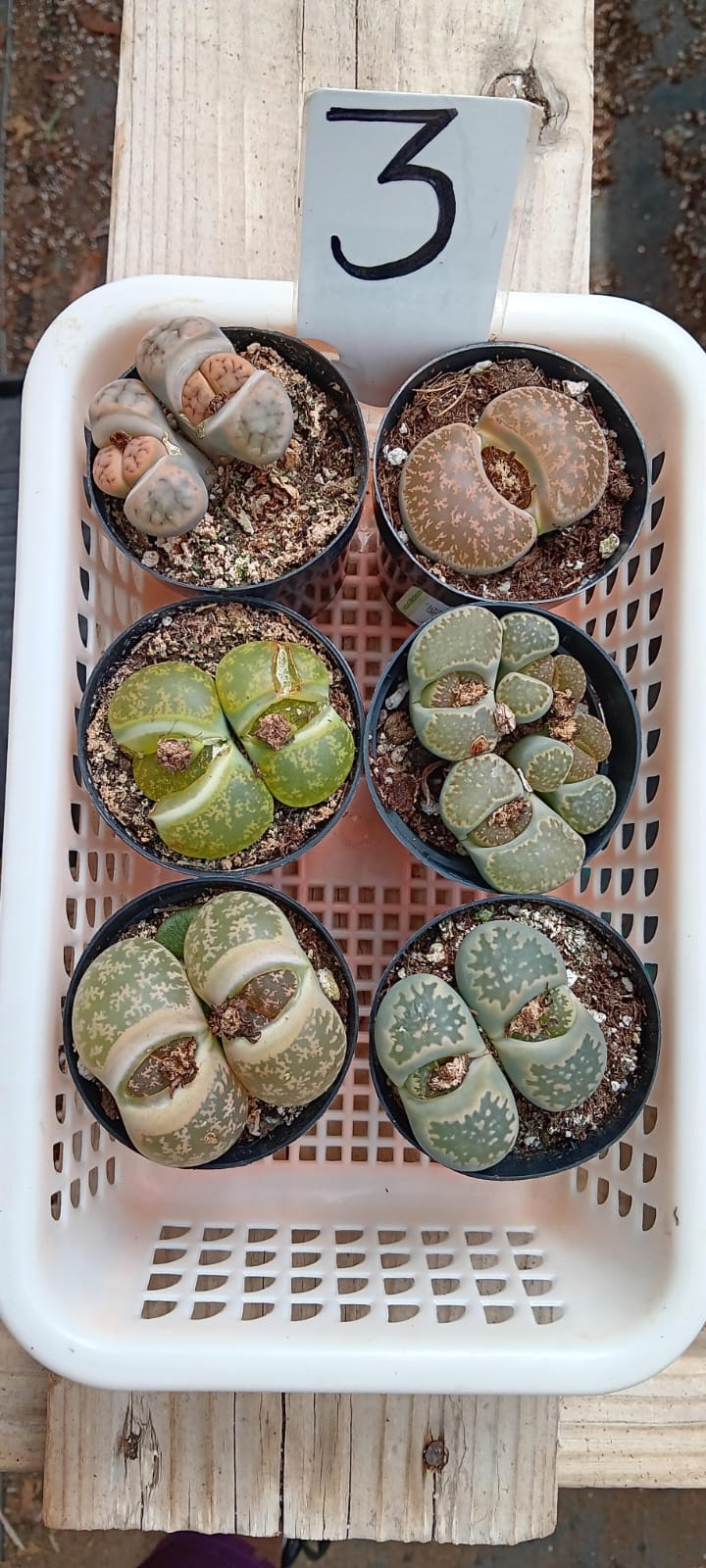 Lithops Mesembs & Mimicry Succulents-Succulent - Small-The Succulent Source