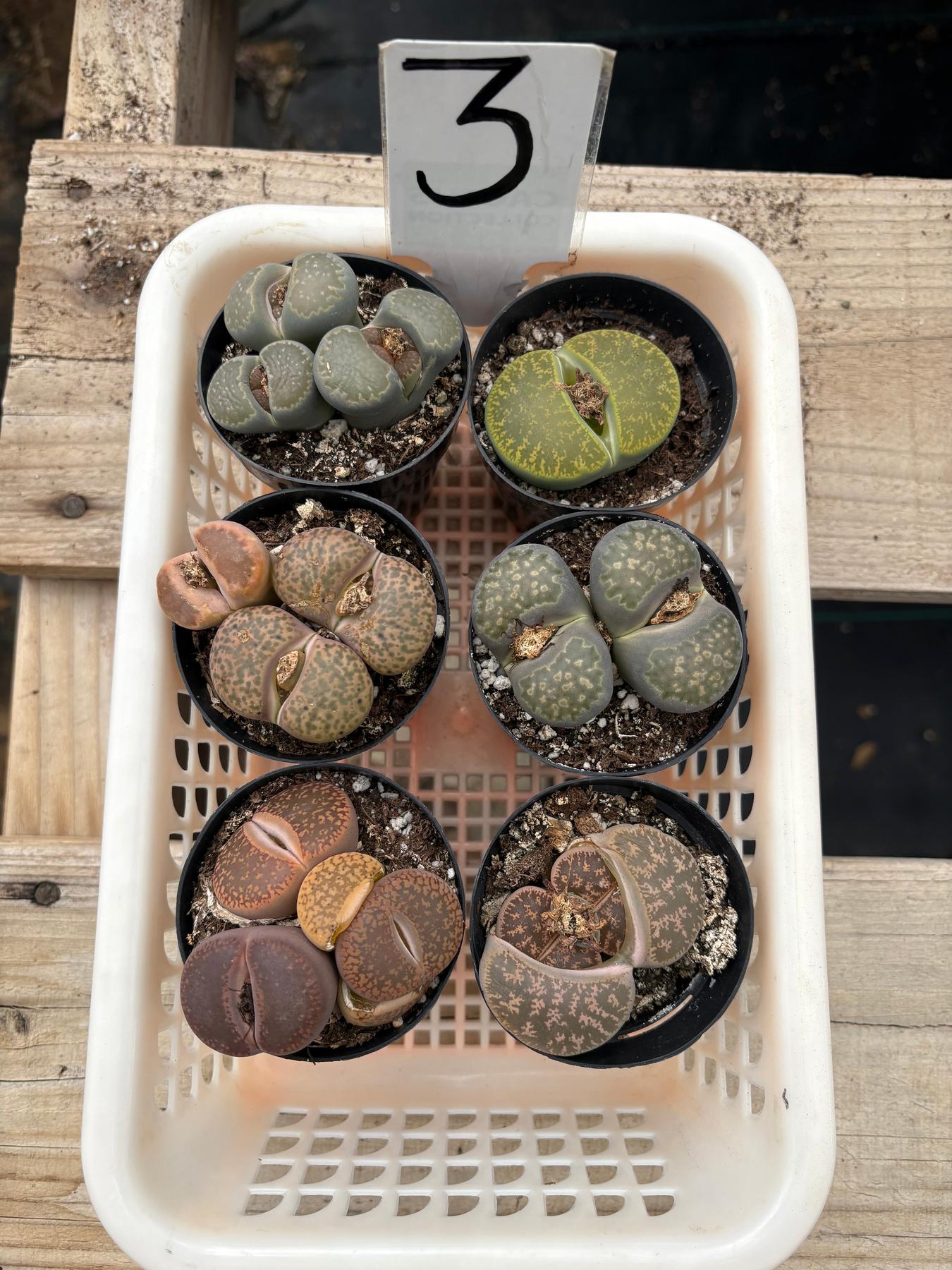 Lithops Mesembs & Mimicry Succulents-Succulent - Small-The Succulent Source