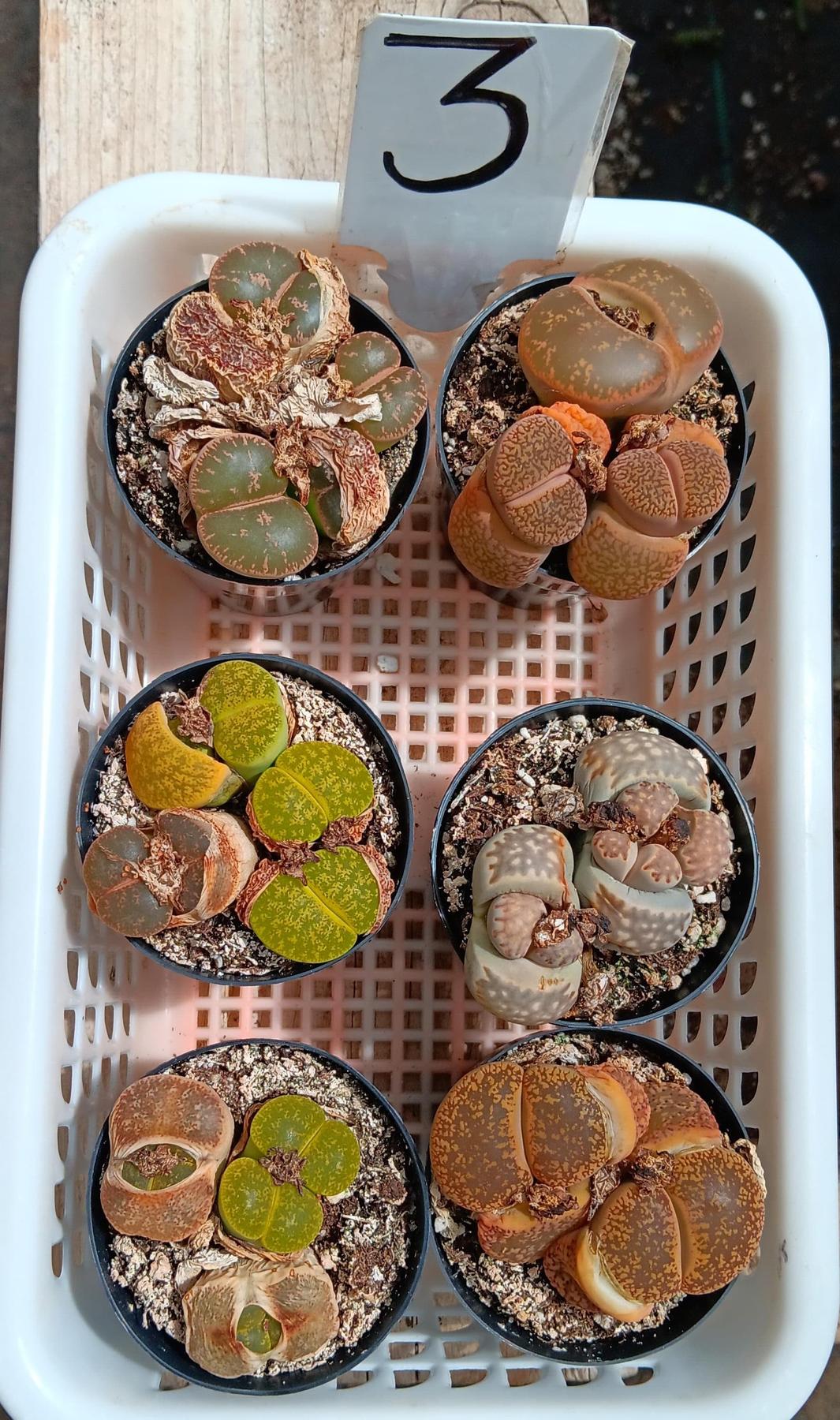 Lithops Mesembs & Mimicry Succulents-Succulent - Small-The Succulent Source