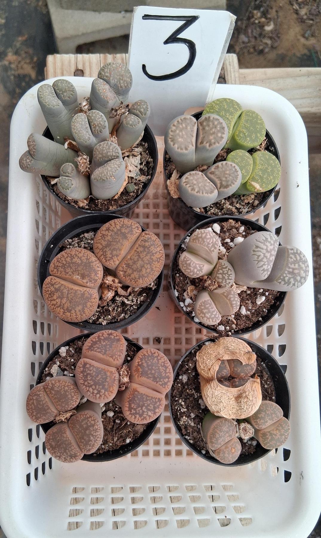 Lithops Mesembs & Mimicry Succulents-Succulent - Small-The Succulent Source