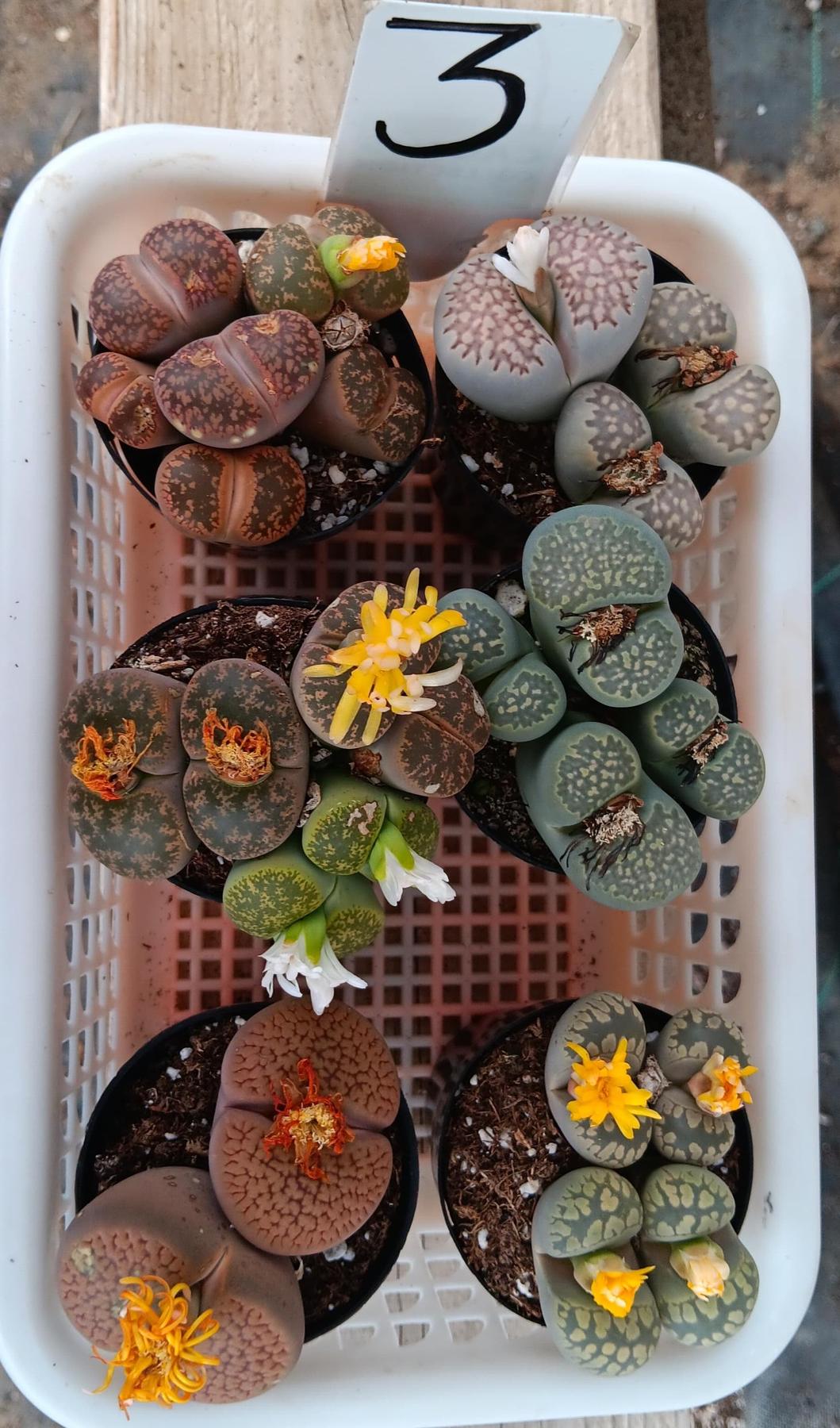 Lithops  Mesembs & Mimicry Succulents