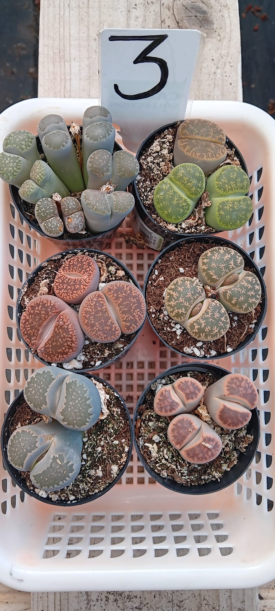 Lithops Mesembs & Mimicry Succulents-Succulent - Small-The Succulent Source