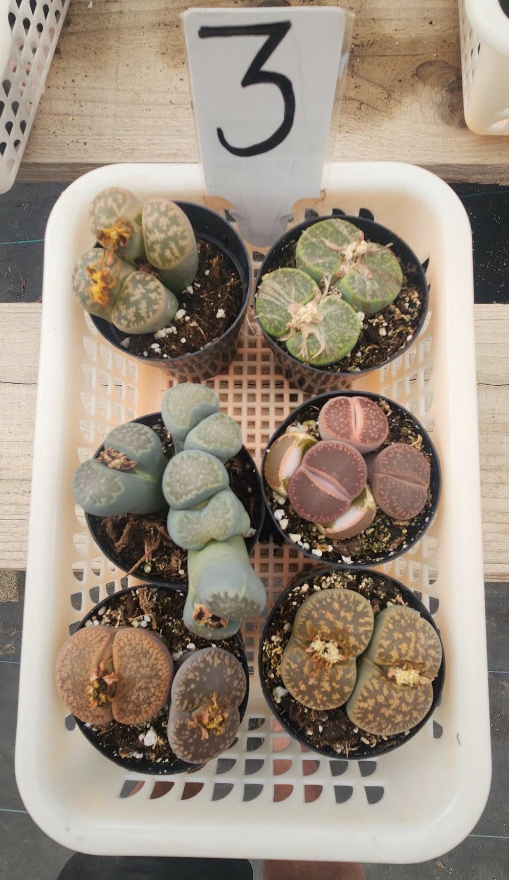 Lithops Mesembs & Mimicry Succulents-Succulent - Small-The Succulent Source