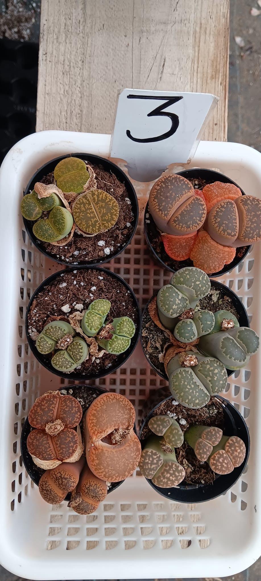 Lithops Mesembs & Mimicry Succulents-Succulent - Small-The Succulent Source