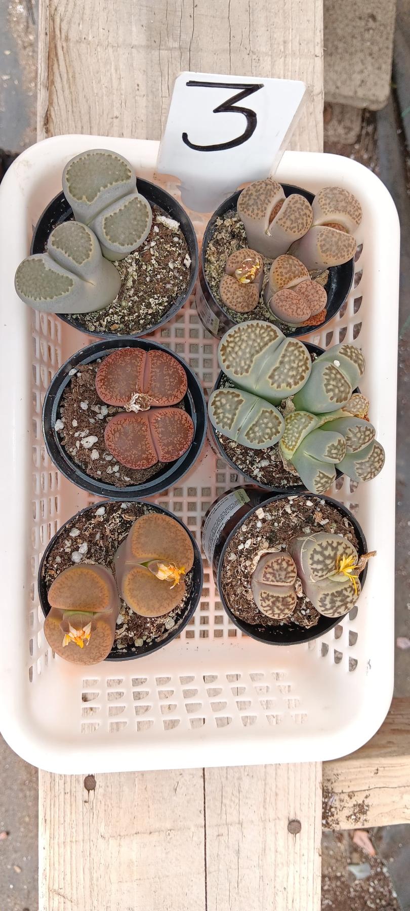 Lithops Mesembs & Mimicry Succulents-Succulent - Small-The Succulent Source