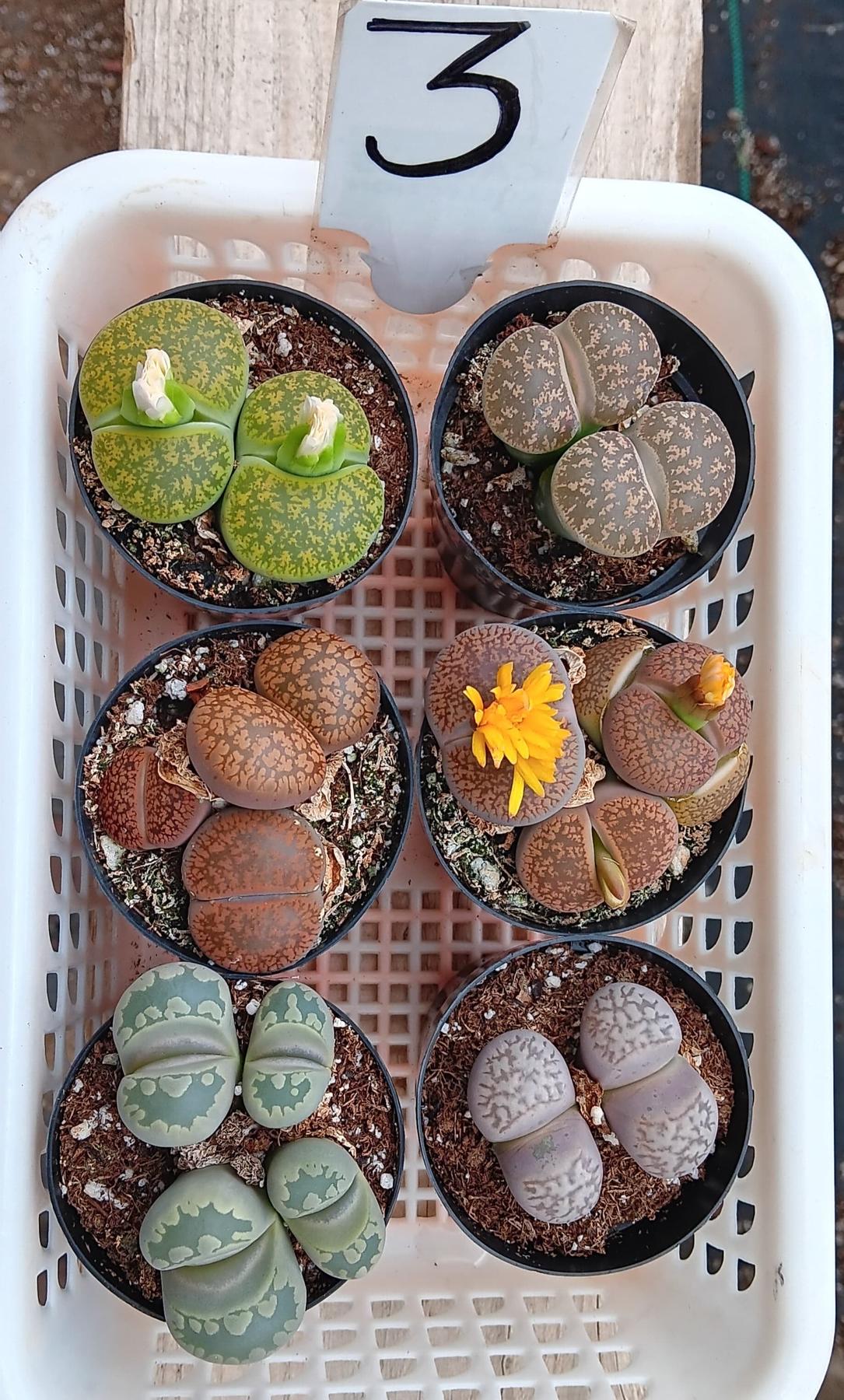 Lithops Mesembs & Mimicry Succulents-Succulent - Small-The Succulent Source
