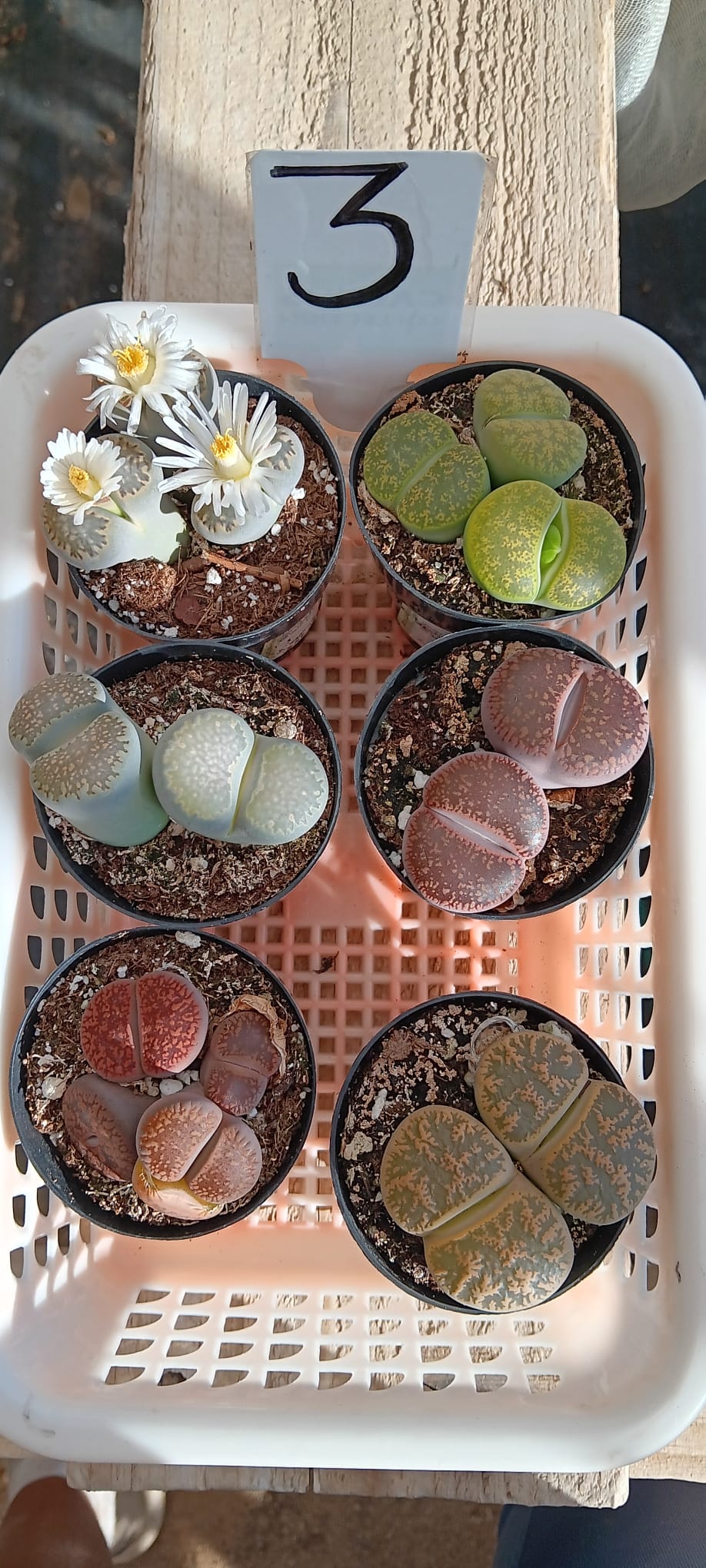 Lithops Mesembs & Mimicry Succulents-Succulent - Small-The Succulent Source