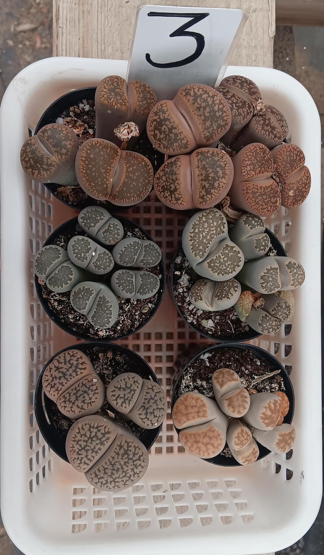 Lithops Mesembs & Mimicry Succulents-Succulent - Small-The Succulent Source