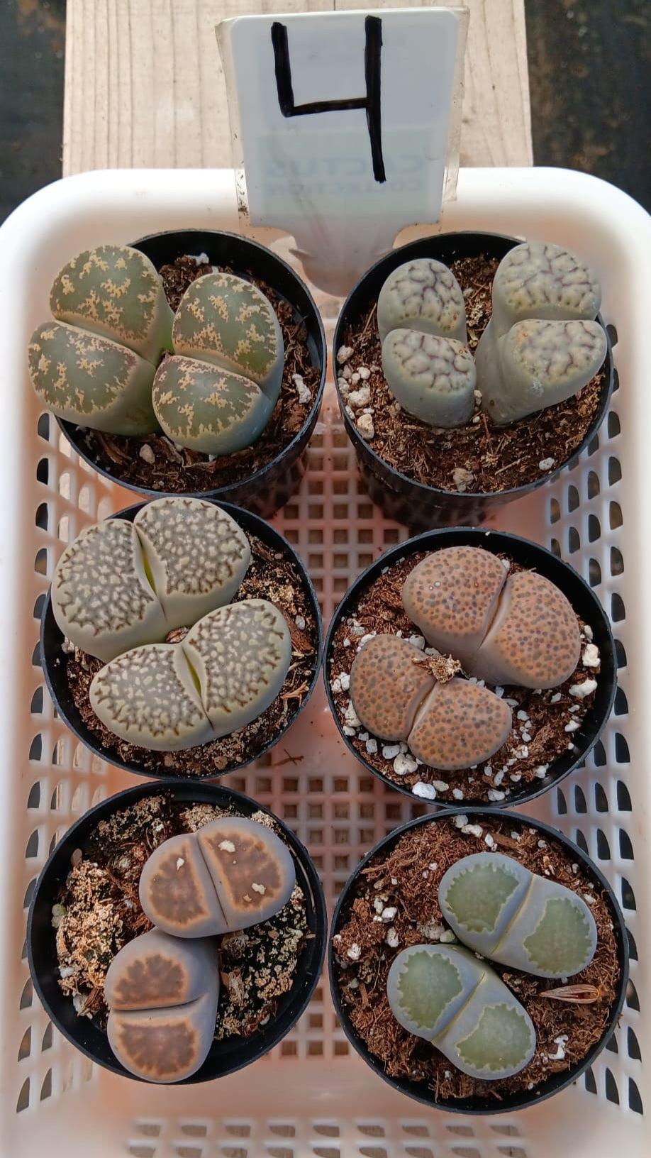 Lithops Mesembs & Mimicry Succulents-Succulent - Small-The Succulent Source