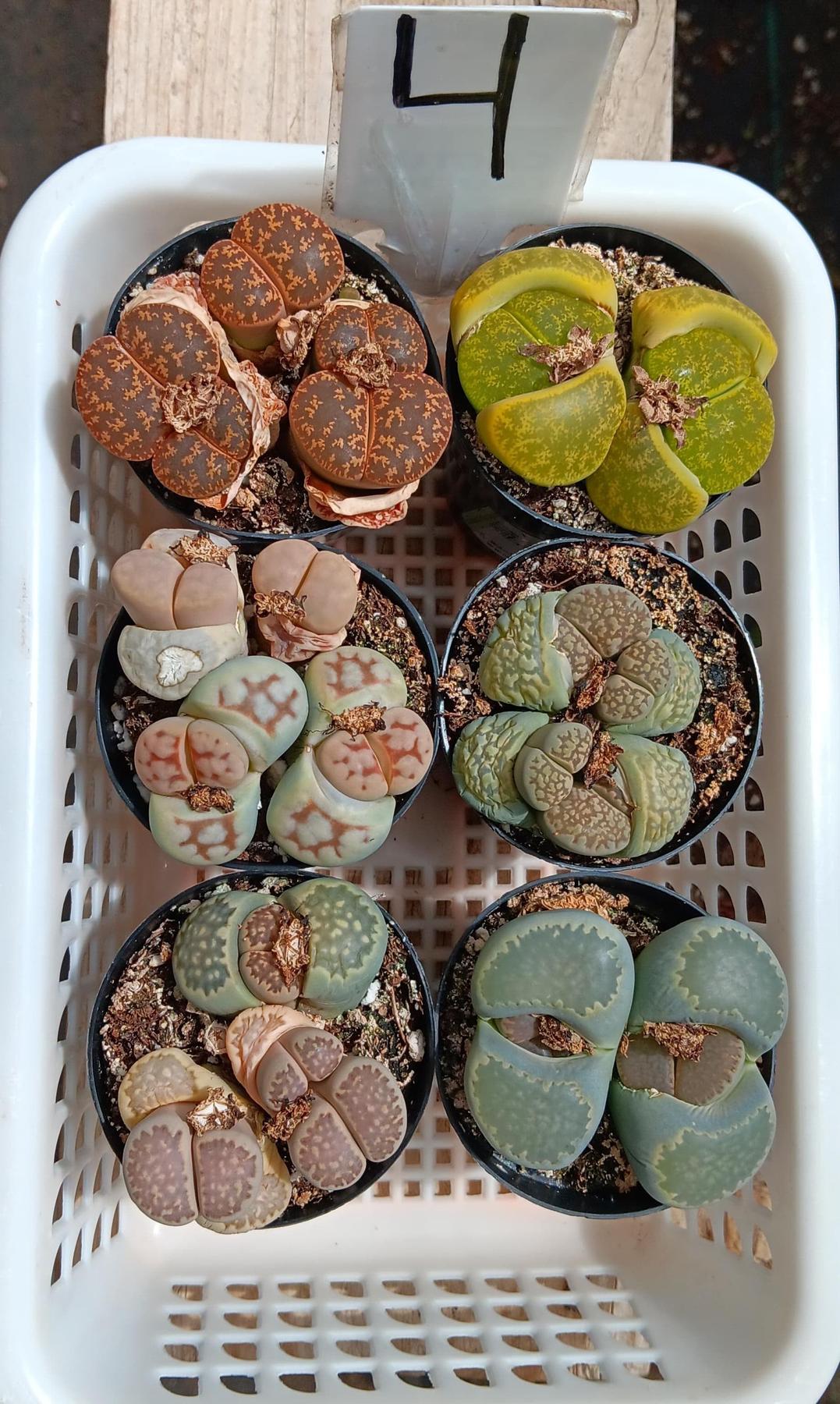 Lithops Mesembs & Mimicry Succulents-Succulent - Small-The Succulent Source