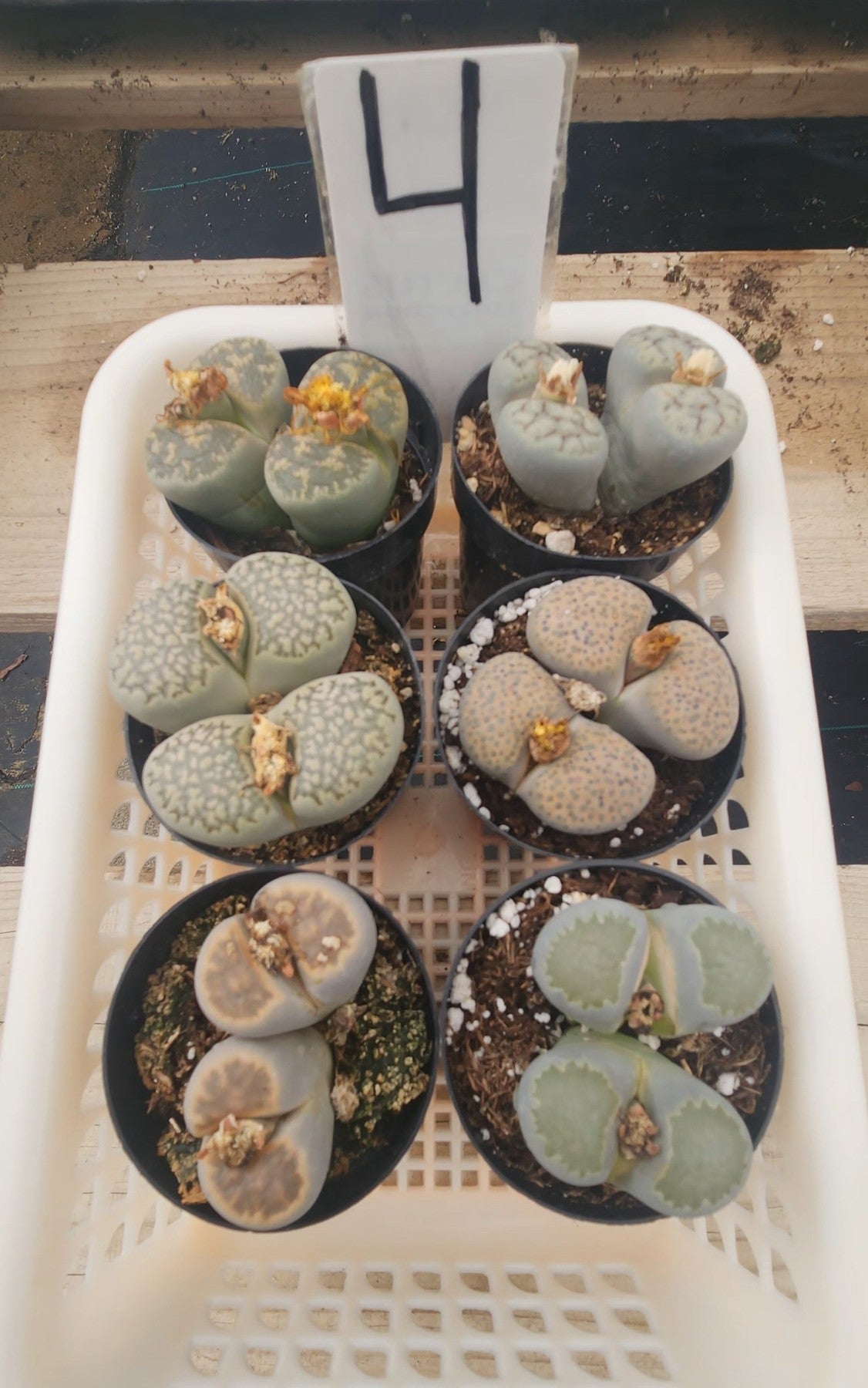 Lithops Mesembs & Mimicry Succulents-Succulent - Small-The Succulent Source