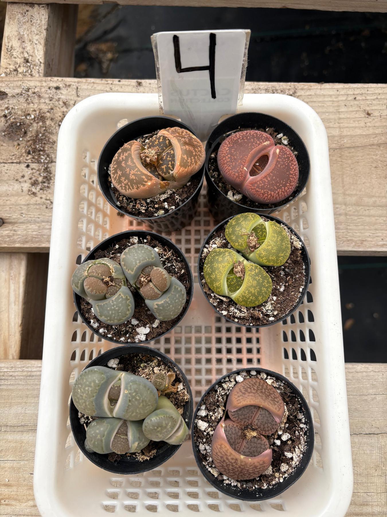 Lithops Mesembs & Mimicry Succulents-Succulent - Small-The Succulent Source