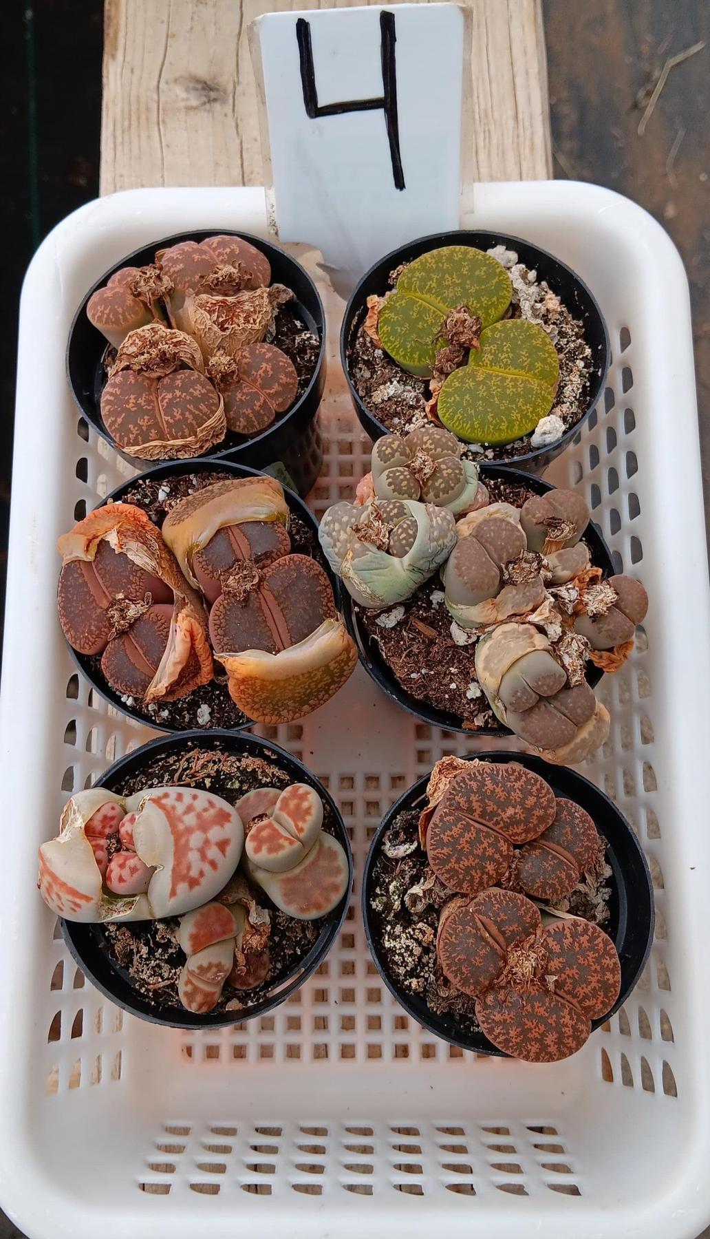 Lithops Mesembs & Mimicry Succulents-Succulent - Small-The Succulent Source