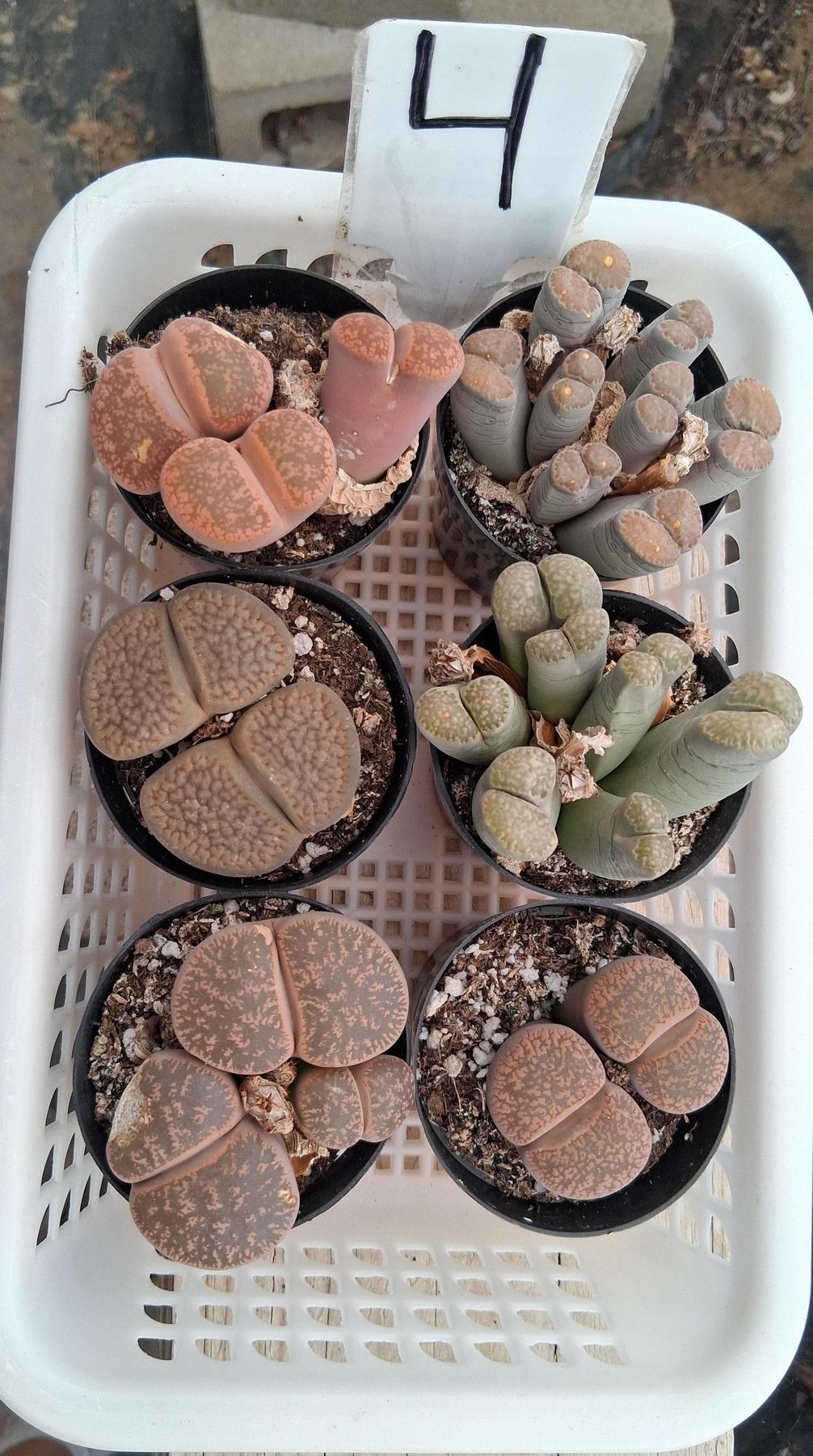 Lithops Mesembs & Mimicry Succulents-Succulent - Small-The Succulent Source