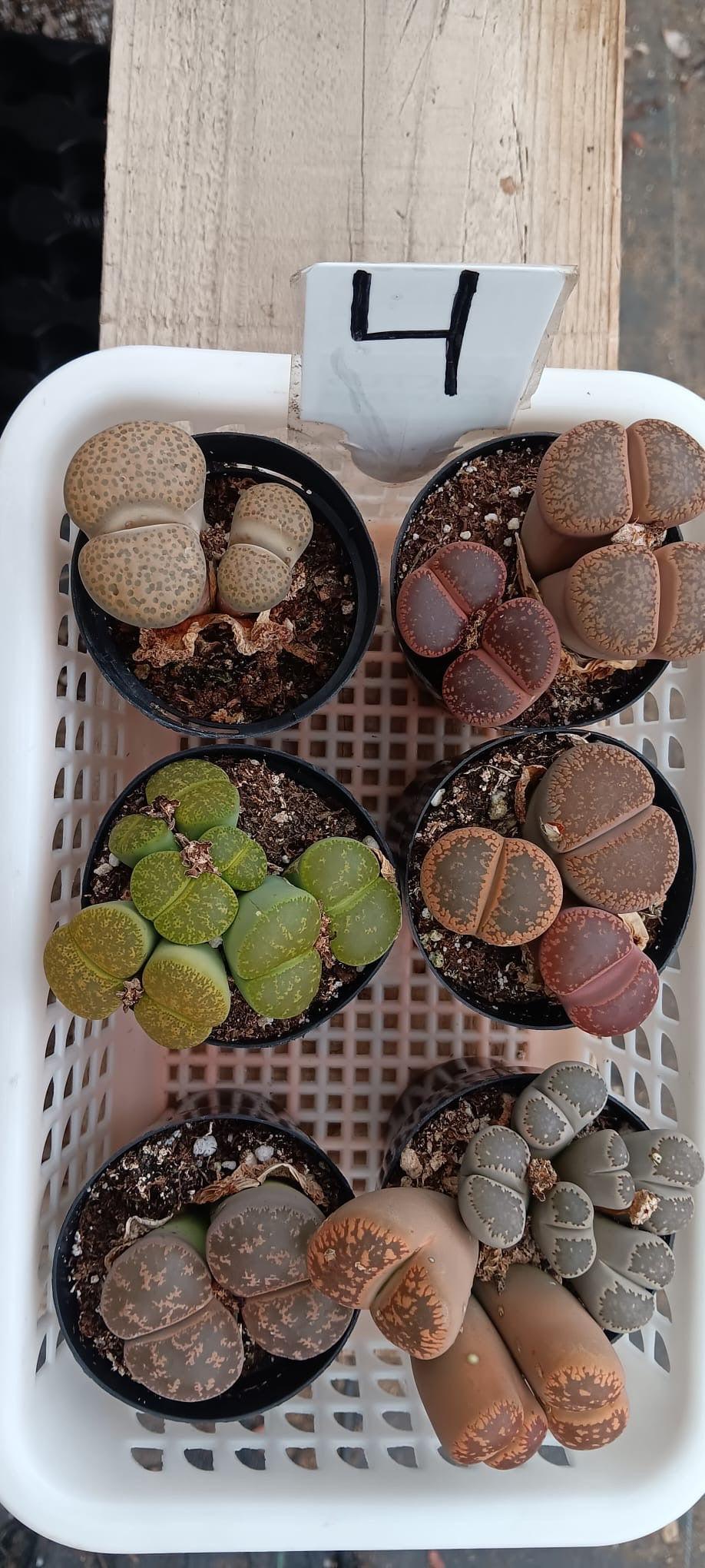Lithops Mesembs & Mimicry Succulents-Succulent - Small-The Succulent Source