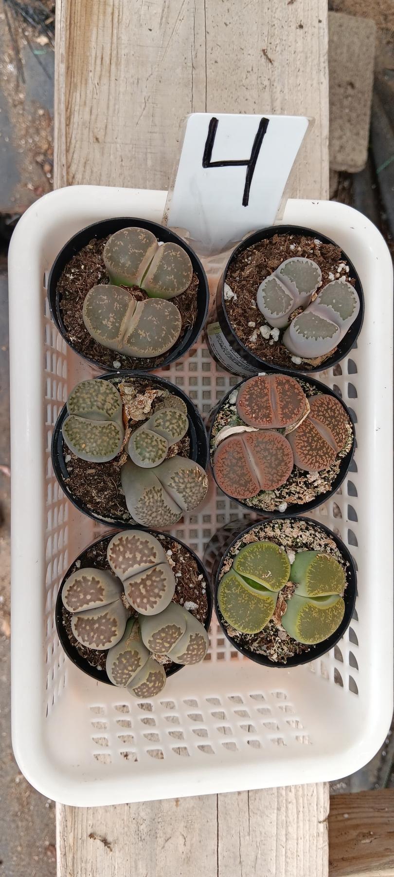 Lithops Mesembs & Mimicry Succulents-Succulent - Small-The Succulent Source