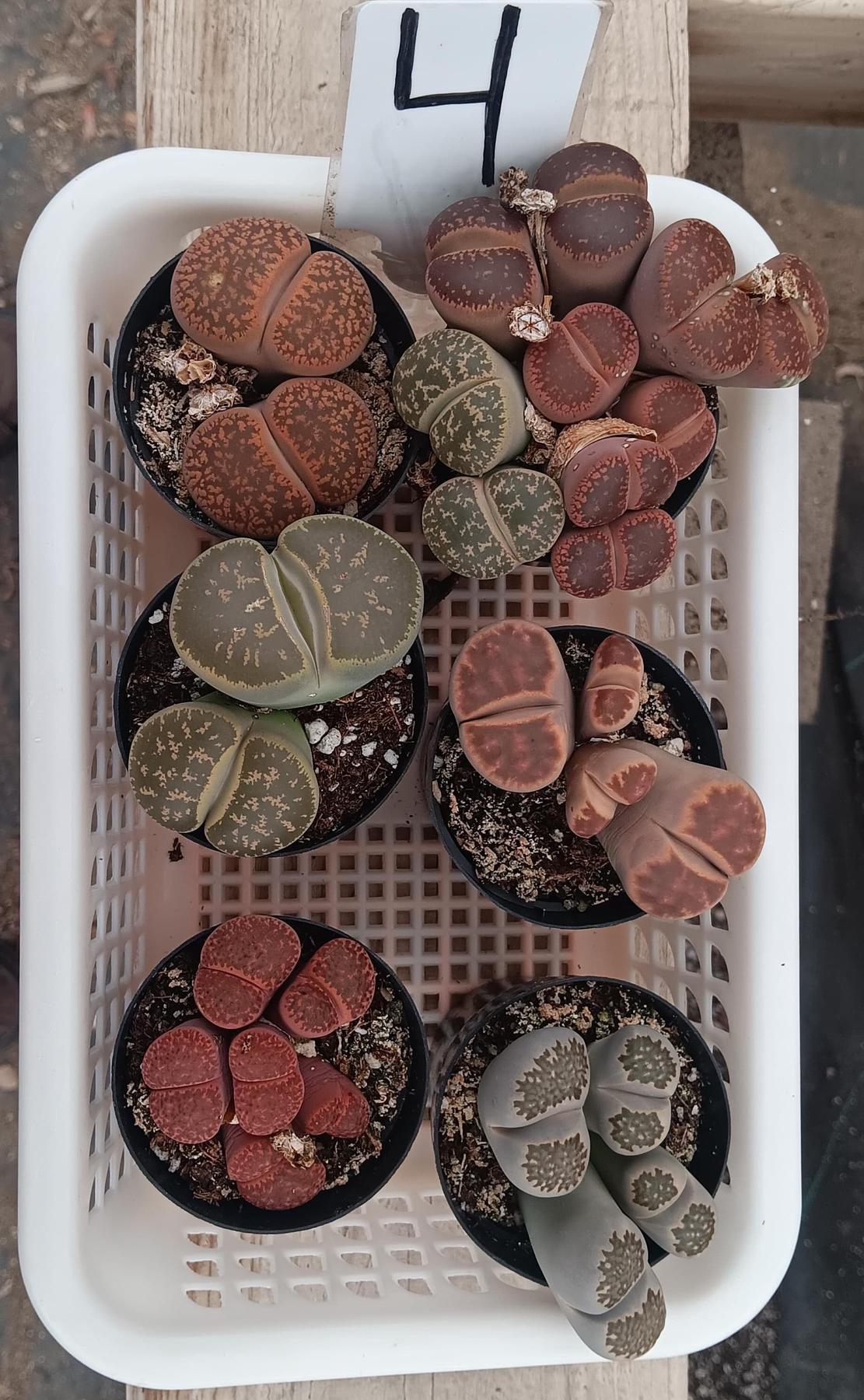 Lithops Mesembs & Mimicry Succulents-Succulent - Small-The Succulent Source