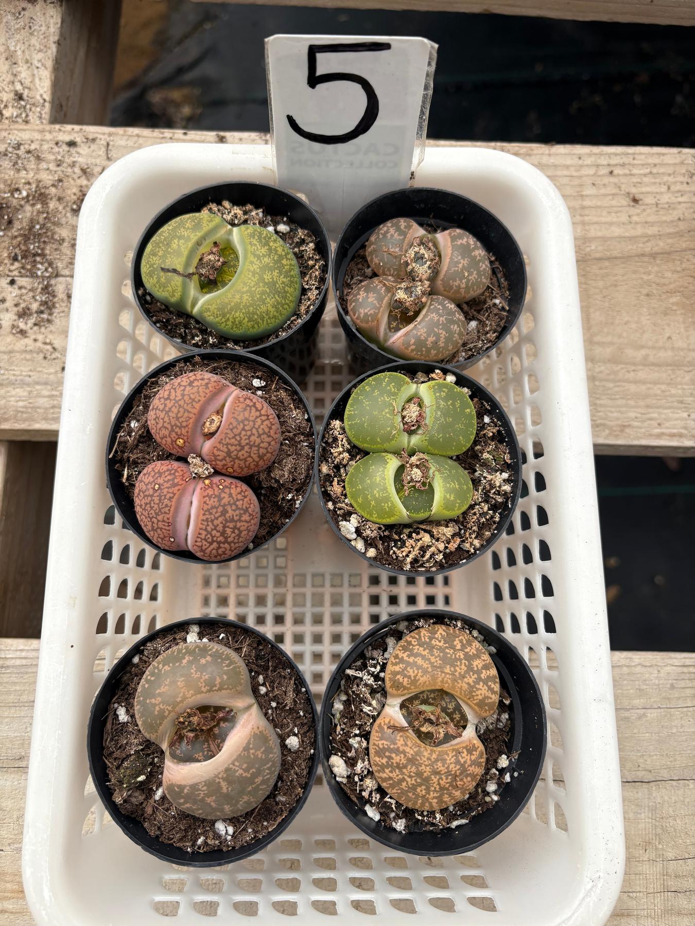 Lithops Mesembs & Mimicry Succulents-Succulent - Small-The Succulent Source