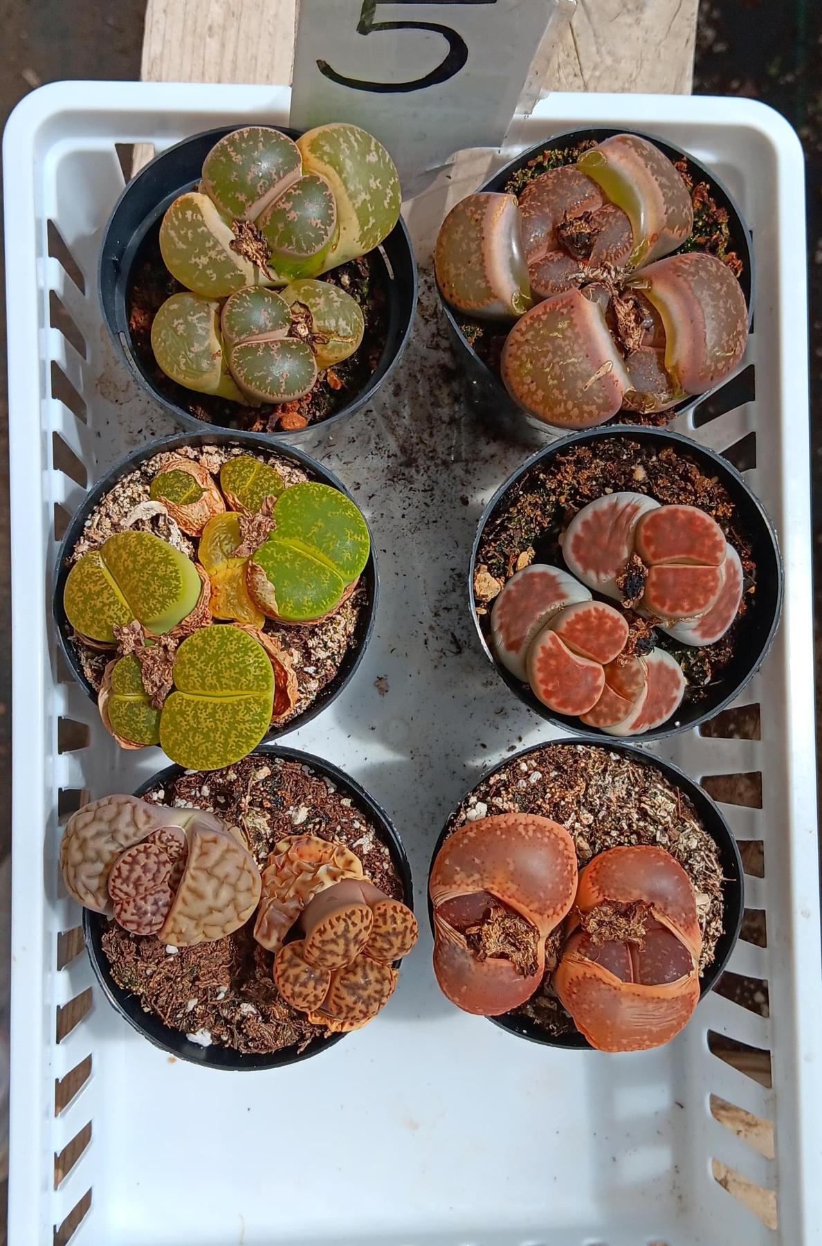 Lithops Mesembs & Mimicry Succulents-Succulent - Small-The Succulent Source