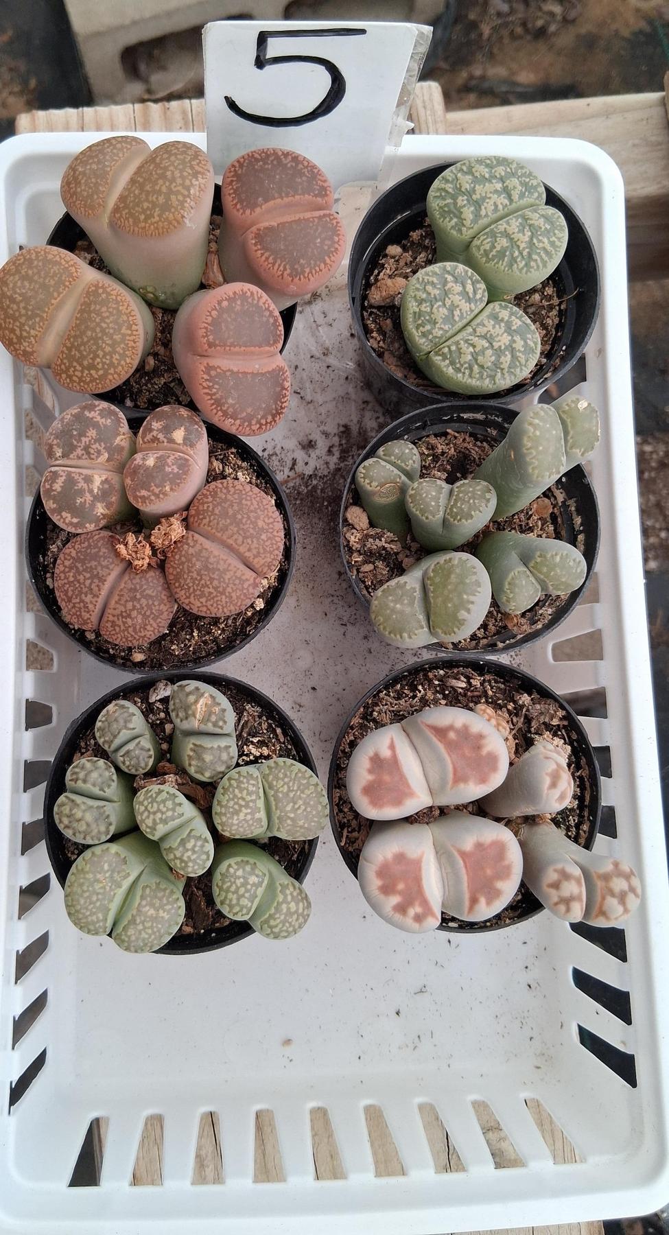 Lithops Mesembs & Mimicry Succulents-Succulent - Small-The Succulent Source