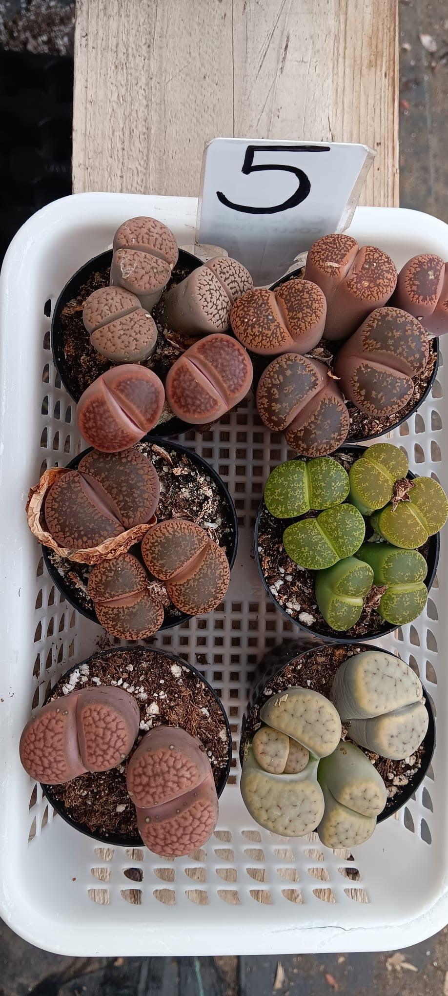 Lithops Mesembs & Mimicry Succulents-Succulent - Small-The Succulent Source