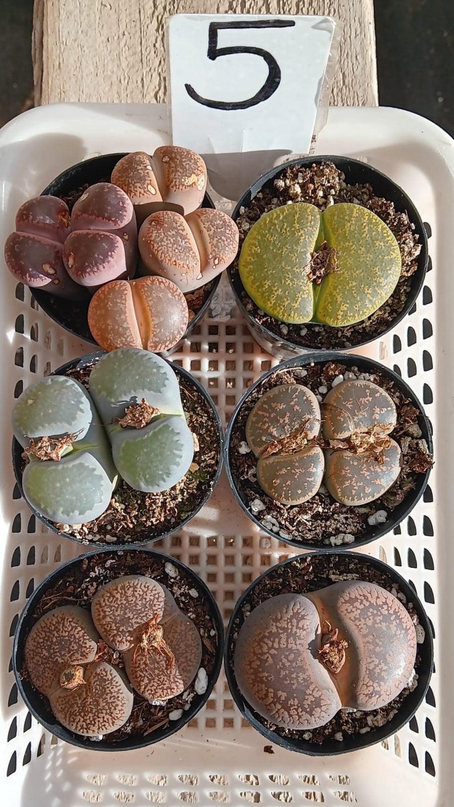 Lithops Mesembs & Mimicry Succulents-Succulent - Small-The Succulent Source