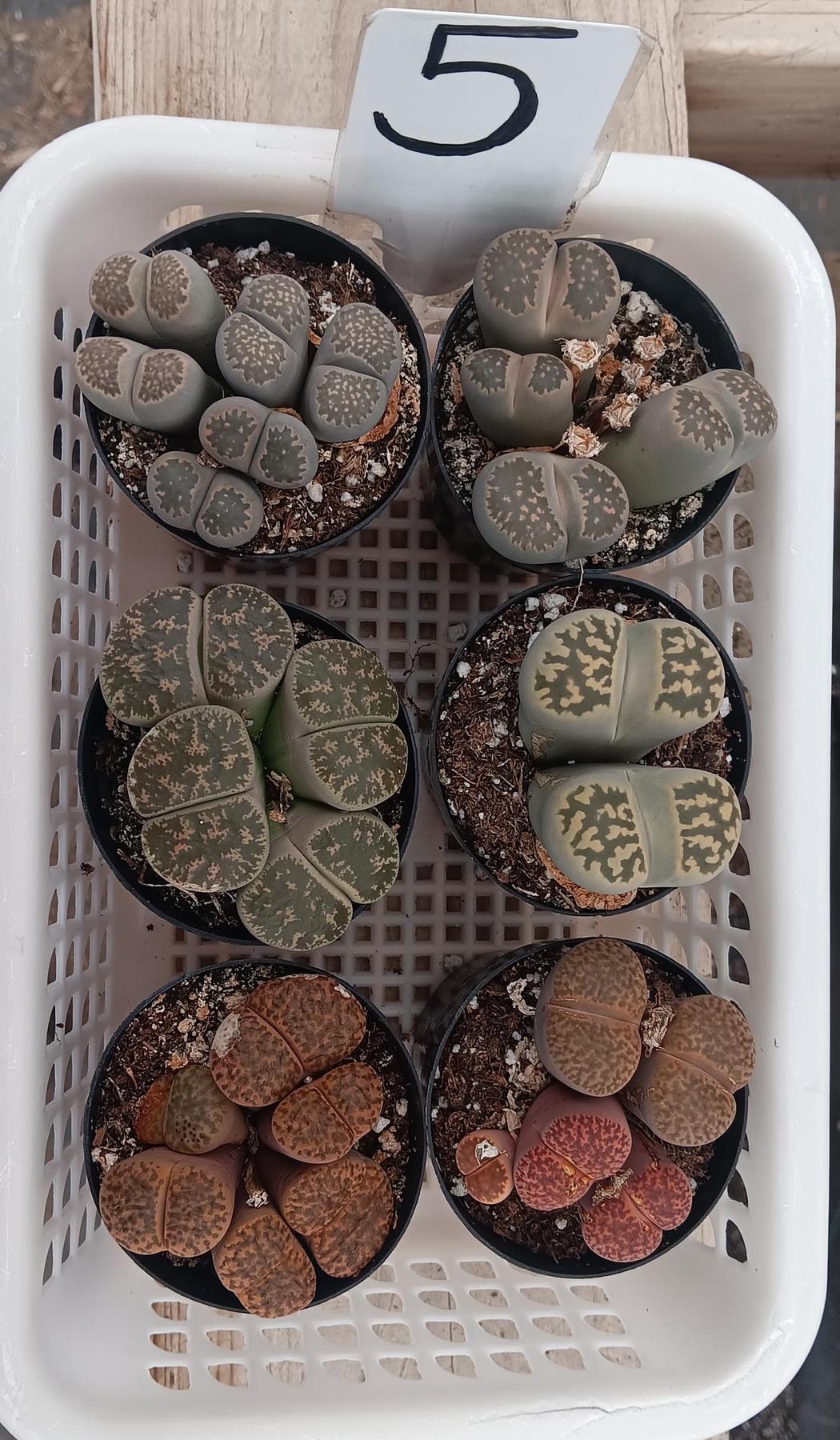 Lithops Mesembs & Mimicry Succulents-Succulent - Small-The Succulent Source