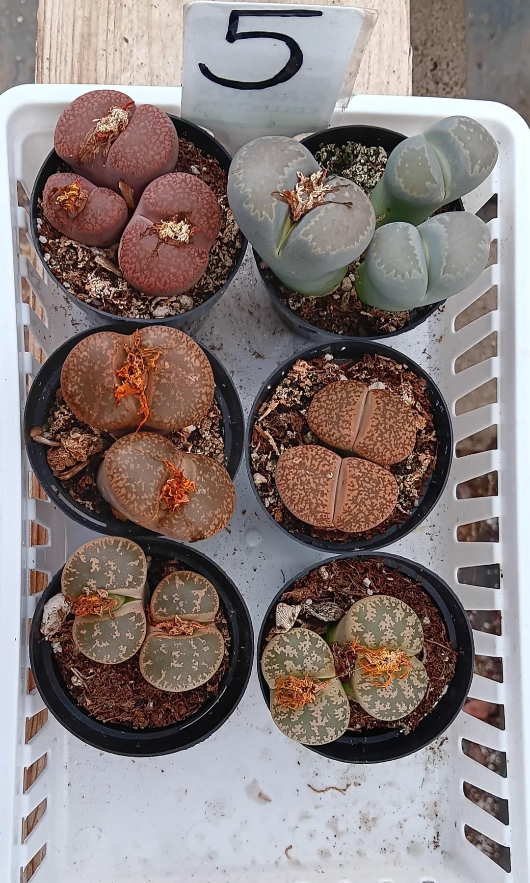 Semi Di Lithops – 25 Semi Misti Di Pietre Vive – Succulente Rare Da Interno/esterno - Foto 4