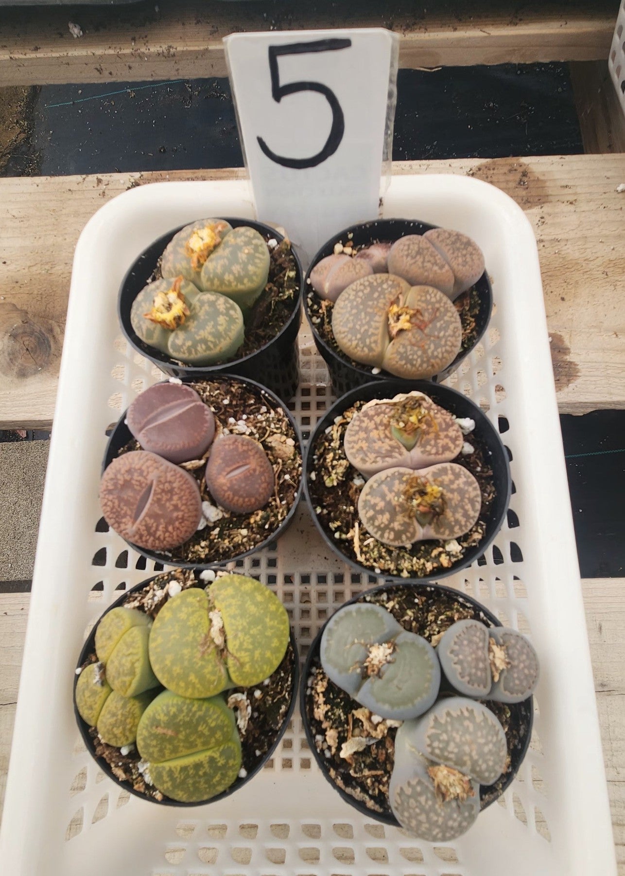 Lithops Mesembs & Mimicry Succulents-Succulent - Small-The Succulent Source