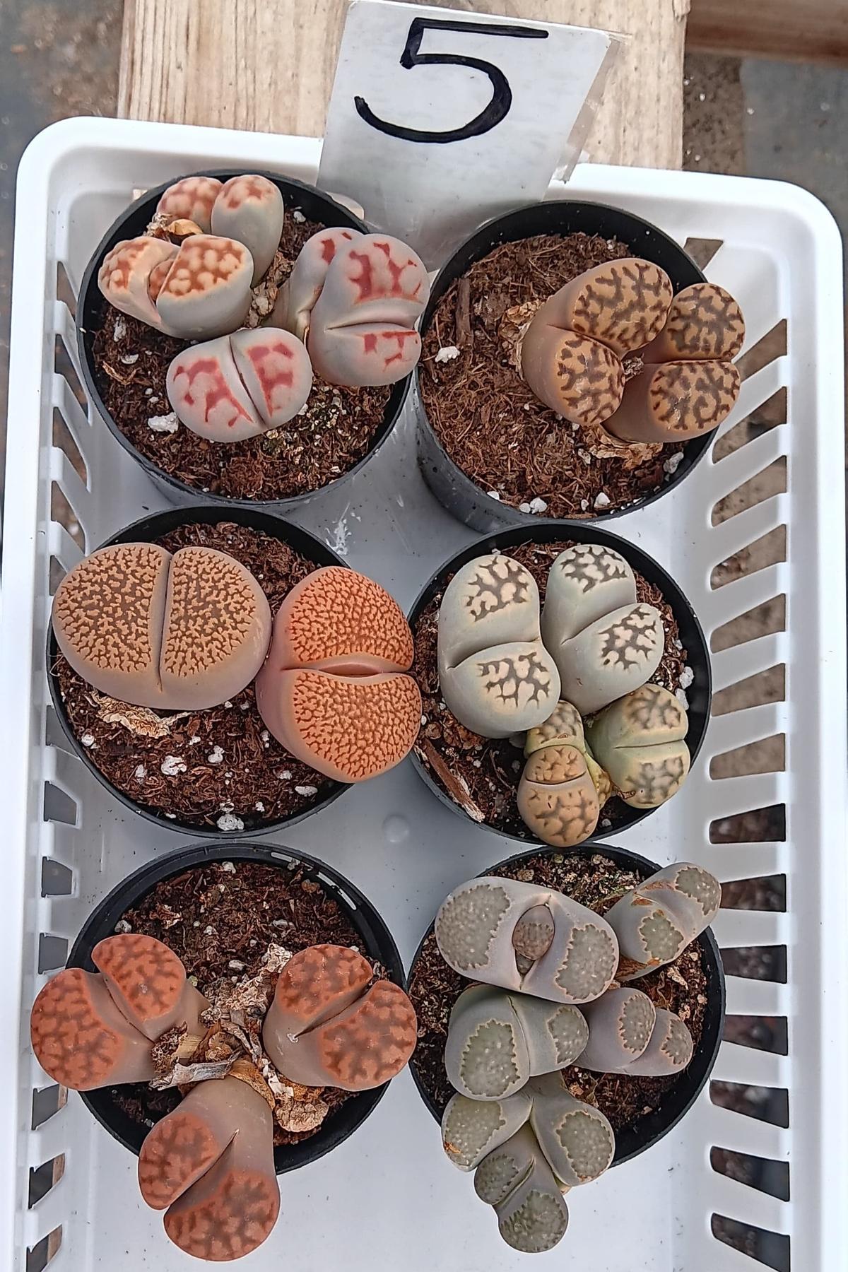 Lithops Mesembs & Mimicry Succulents-Succulent - Small-The Succulent Source