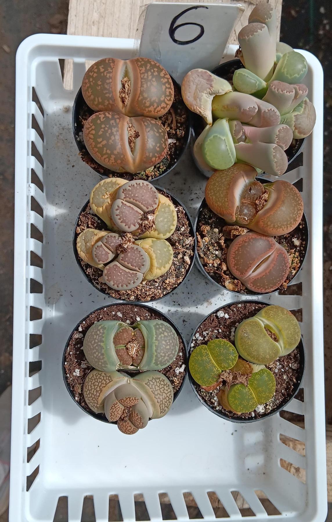 mimicry succulent Lithops Mesembs & Mimicry Succulents 2.5" Lithops