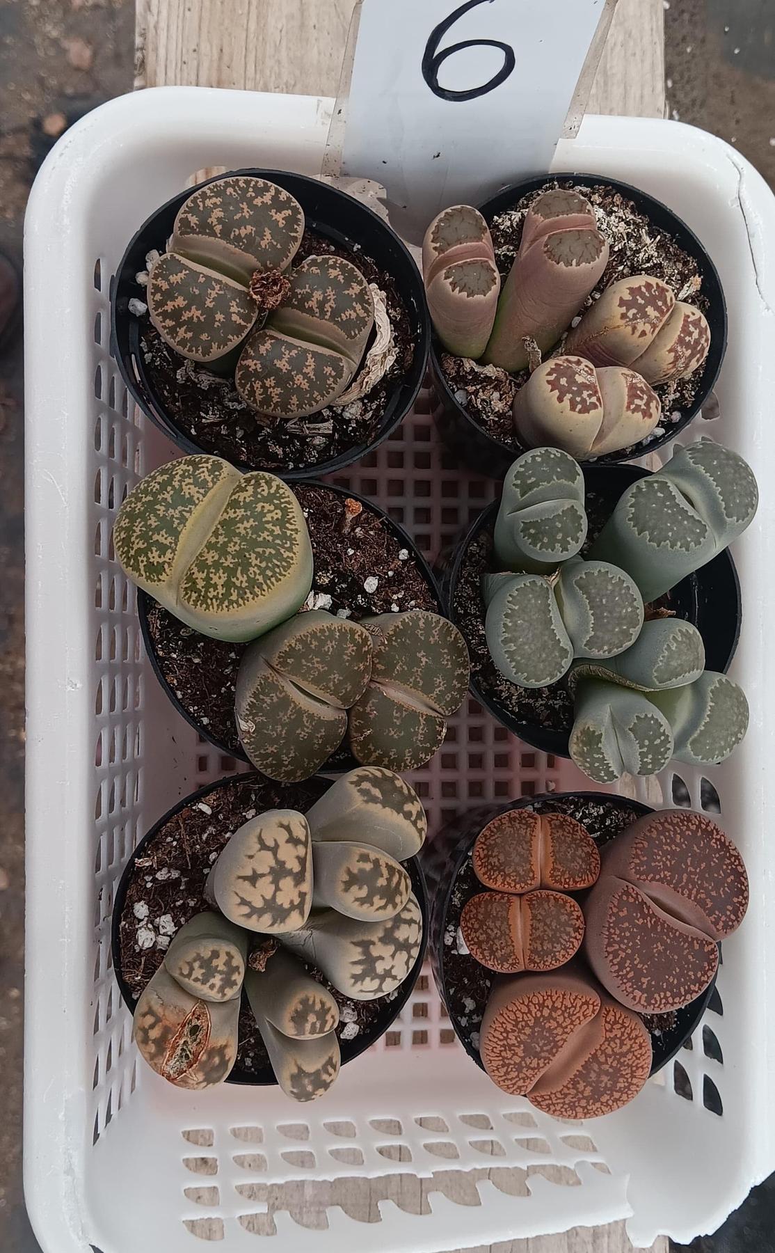 Lithops Mesembs & Mimicry Succulents-Succulent - Small-The Succulent Source