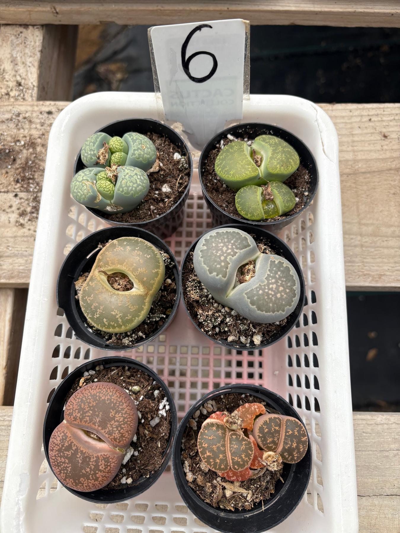 Lithops Mesembs & Mimicry Succulents-Succulent - Small-The Succulent Source