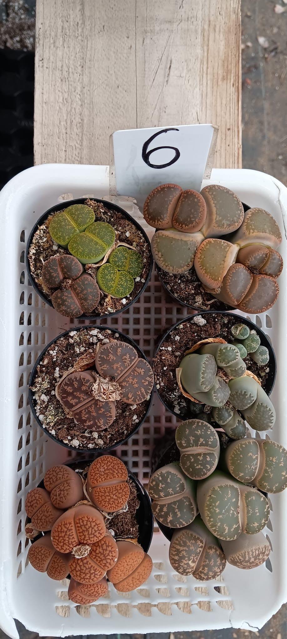 Lithops Mesembs & Mimicry Succulents-Succulent - Small-The Succulent Source