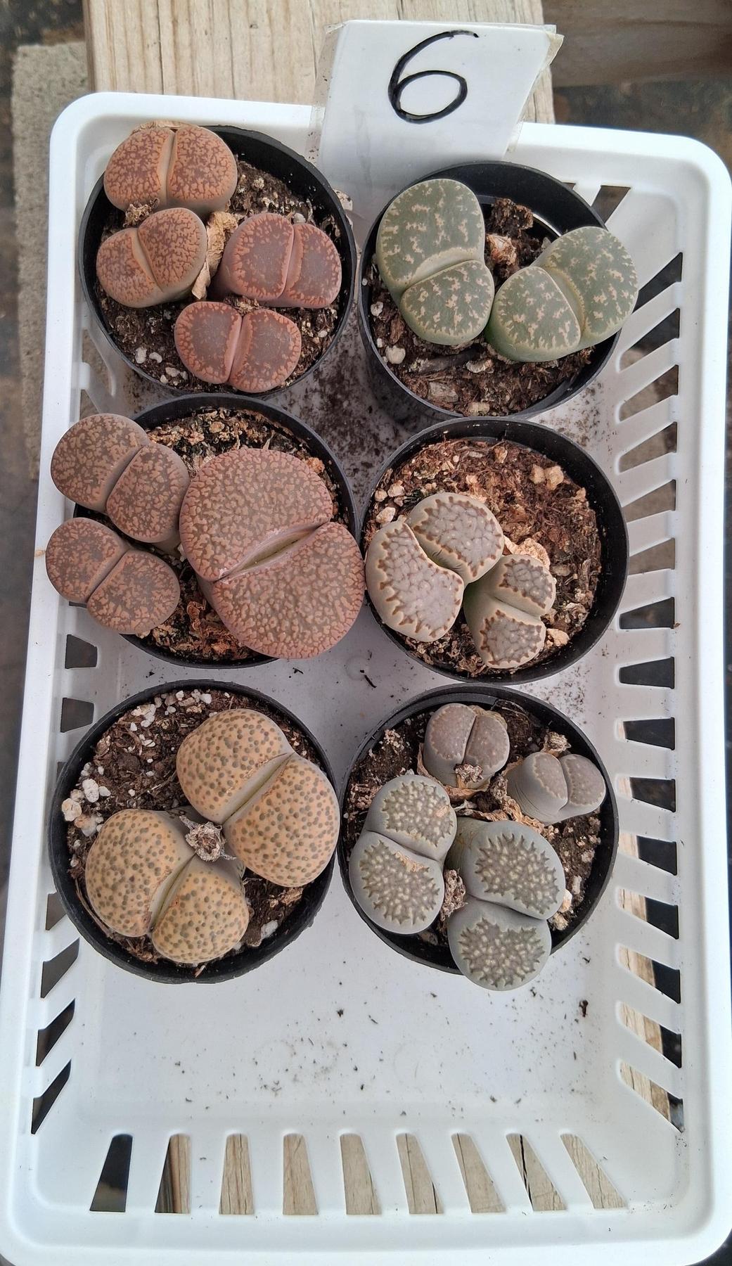 Lithops Mesembs & Mimicry Succulents-Succulent - Small-The Succulent Source