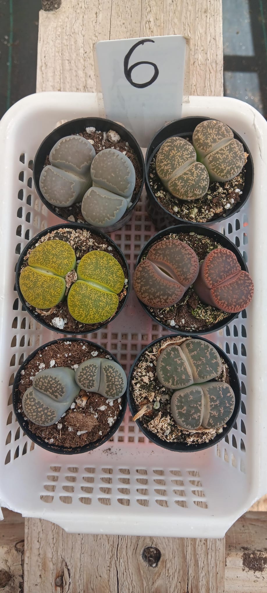 Lithops Mesembs & Mimicry Succulents-Succulent - Small-The Succulent Source