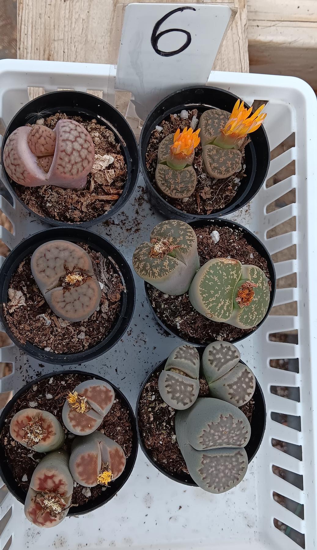 Lithops Mesembs & Mimicry Succulents-Succulent - Small-The Succulent Source