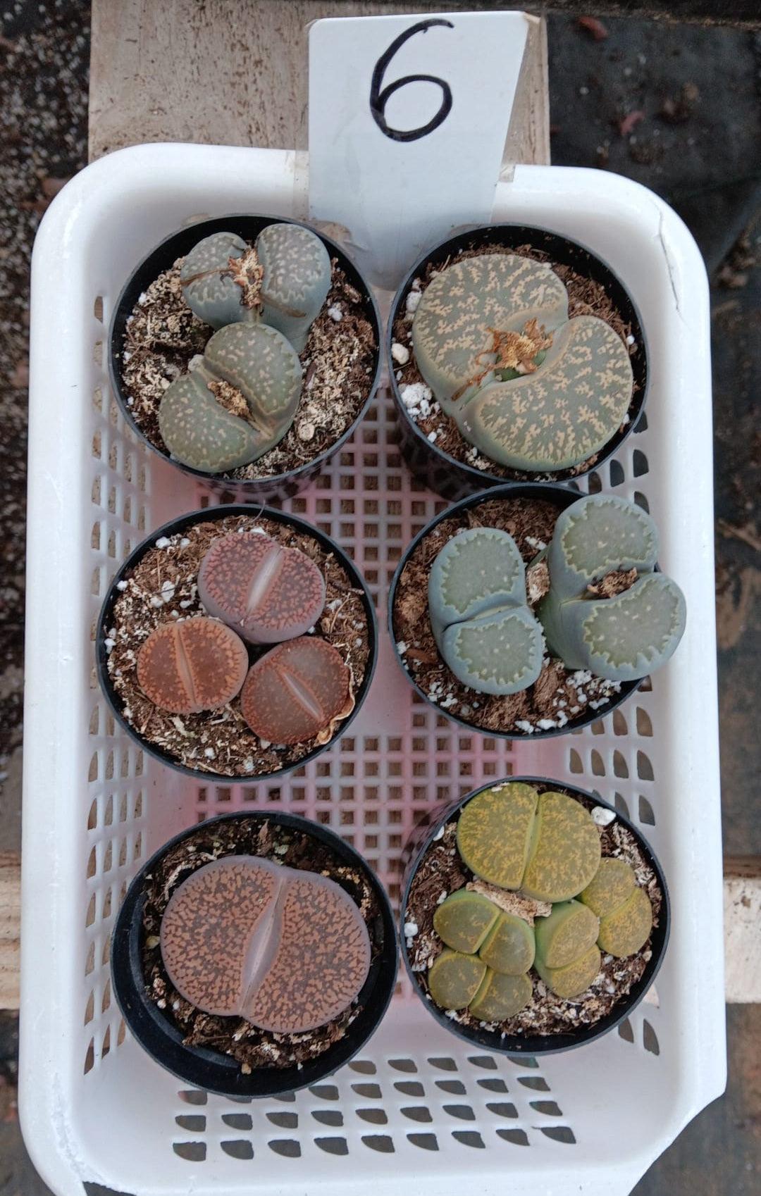 Lithops Mesembs & Mimicry Succulents-Succulent - Small-The Succulent Source