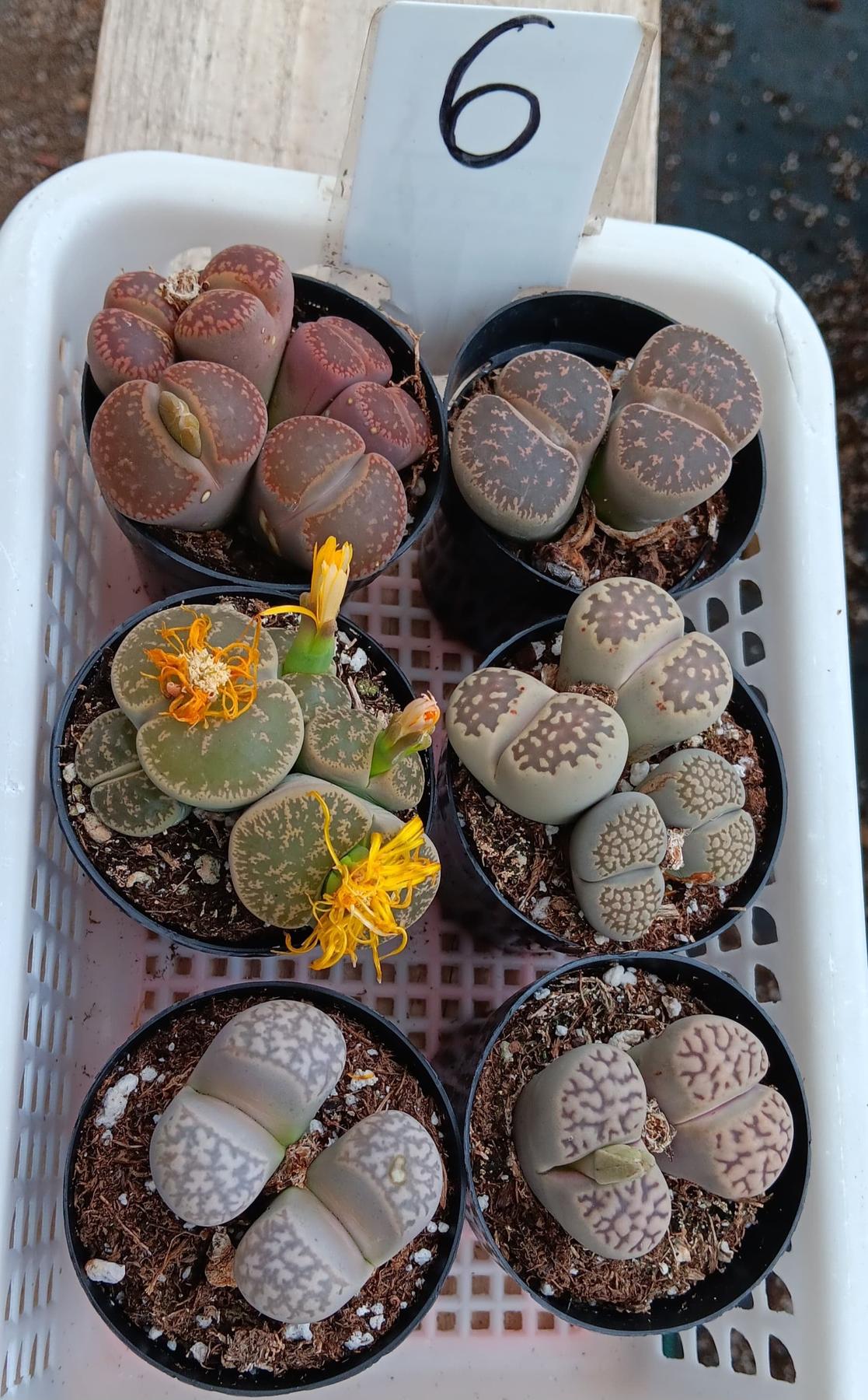 Lithops Mesembs & Mimicry Succulents-Succulent - Small-The Succulent Source