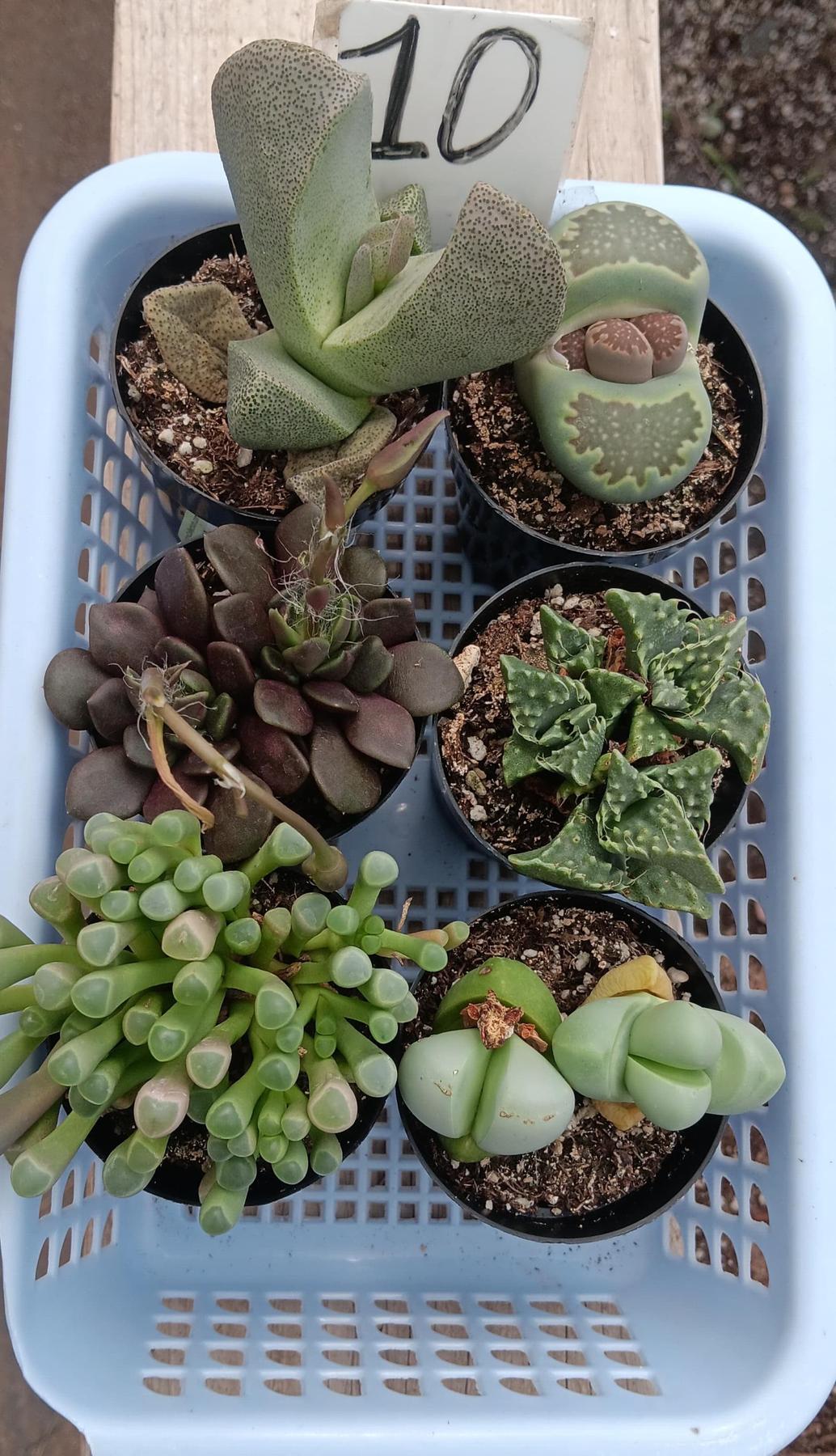 Lithops Mesembs & Mimicry Succulents-Succulent - Small-The Succulent Source