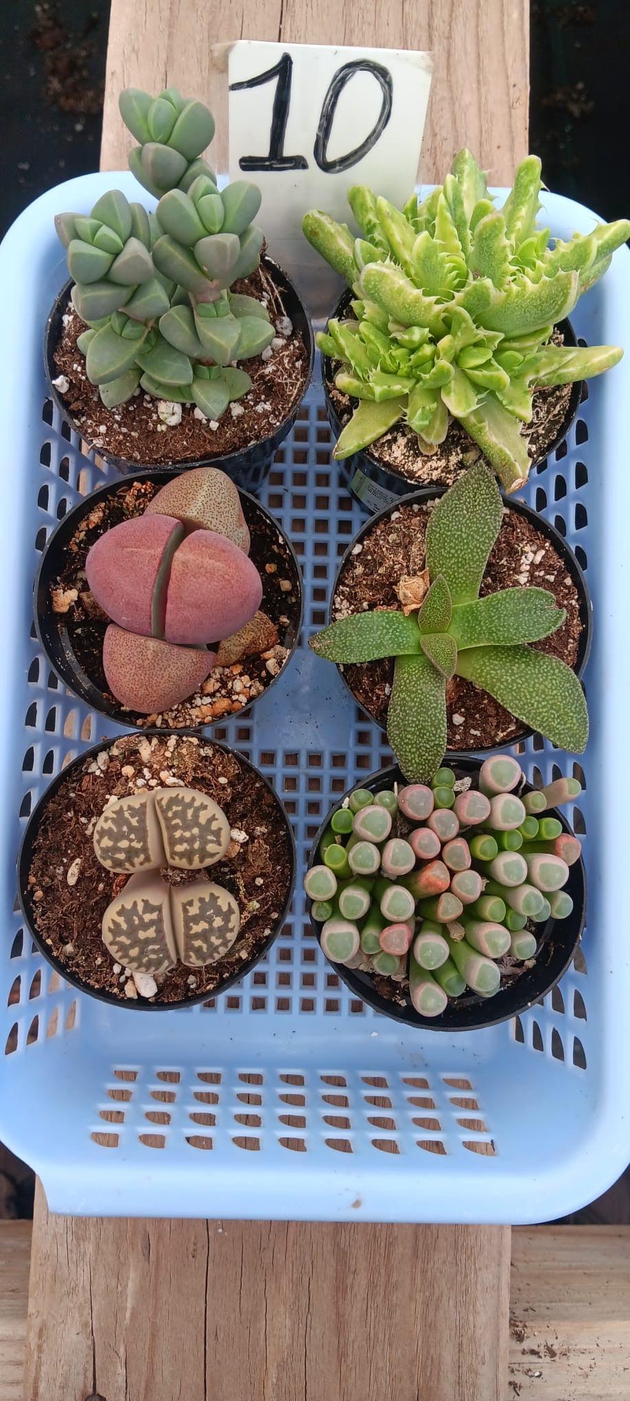 Lithops Mesembs & Mimicry Succulents-Succulent - Small-The Succulent Source