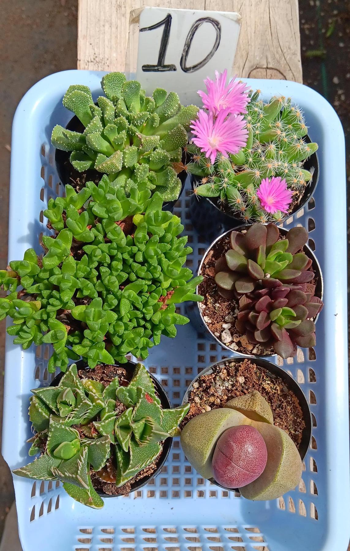 Lithops Mesembs & Mimicry Succulents-Succulent - Small-The Succulent Source