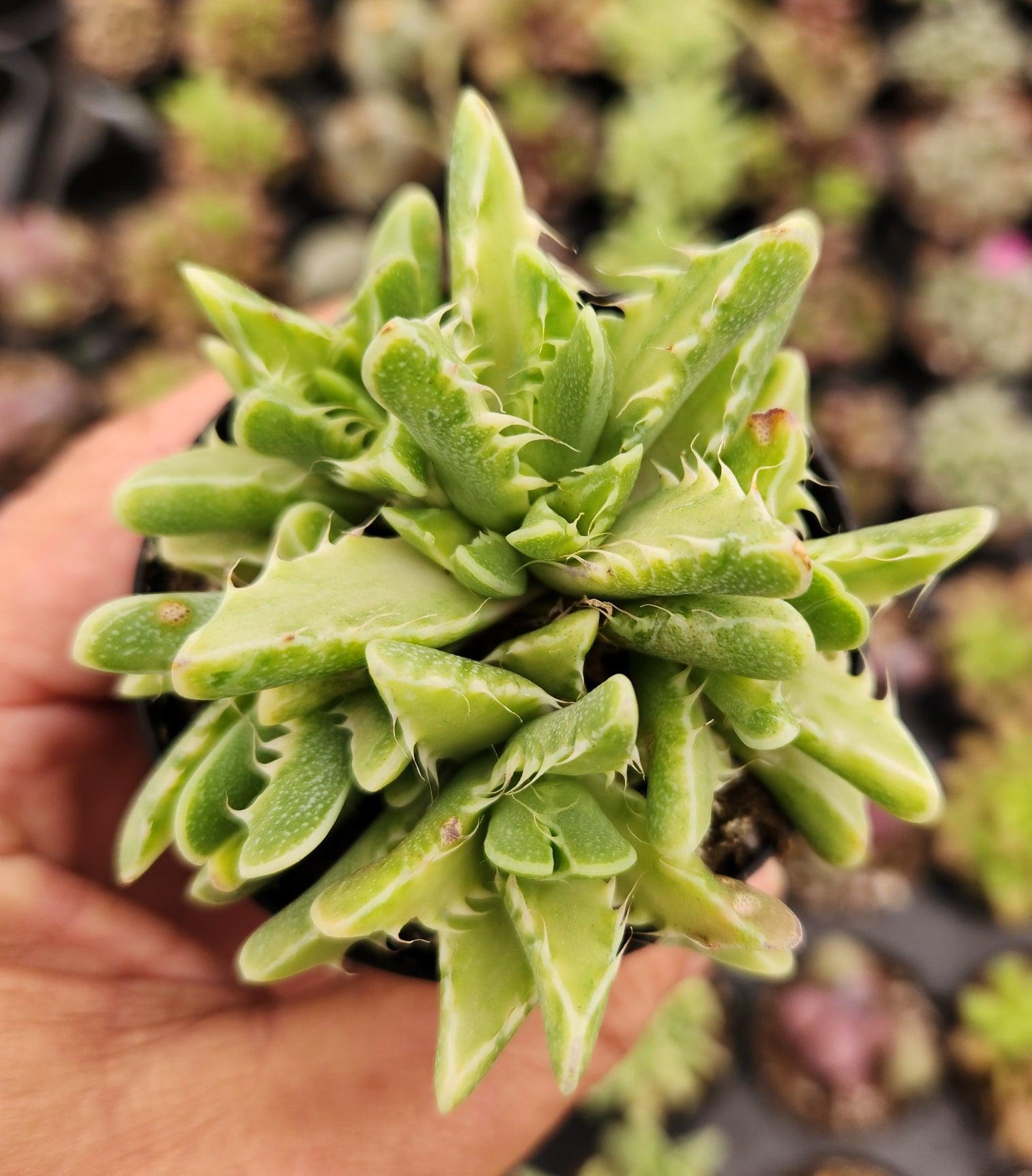 succulent mimicry plant Lithops Mesembs & Mimicry Succulents 2.5" Lithops