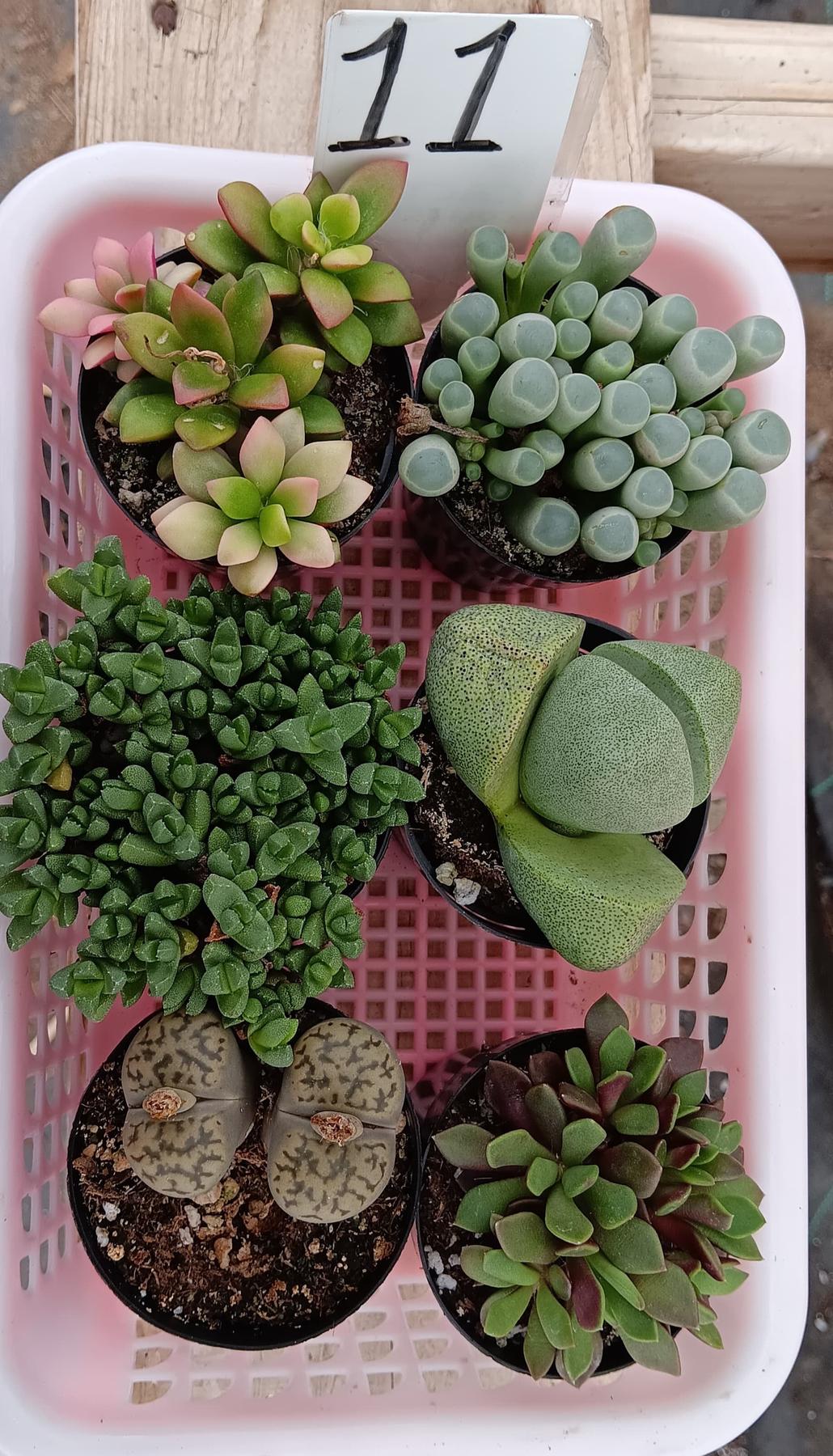 Lithops Mesembs & Mimicry Succulents-Succulent - Small-The Succulent Source