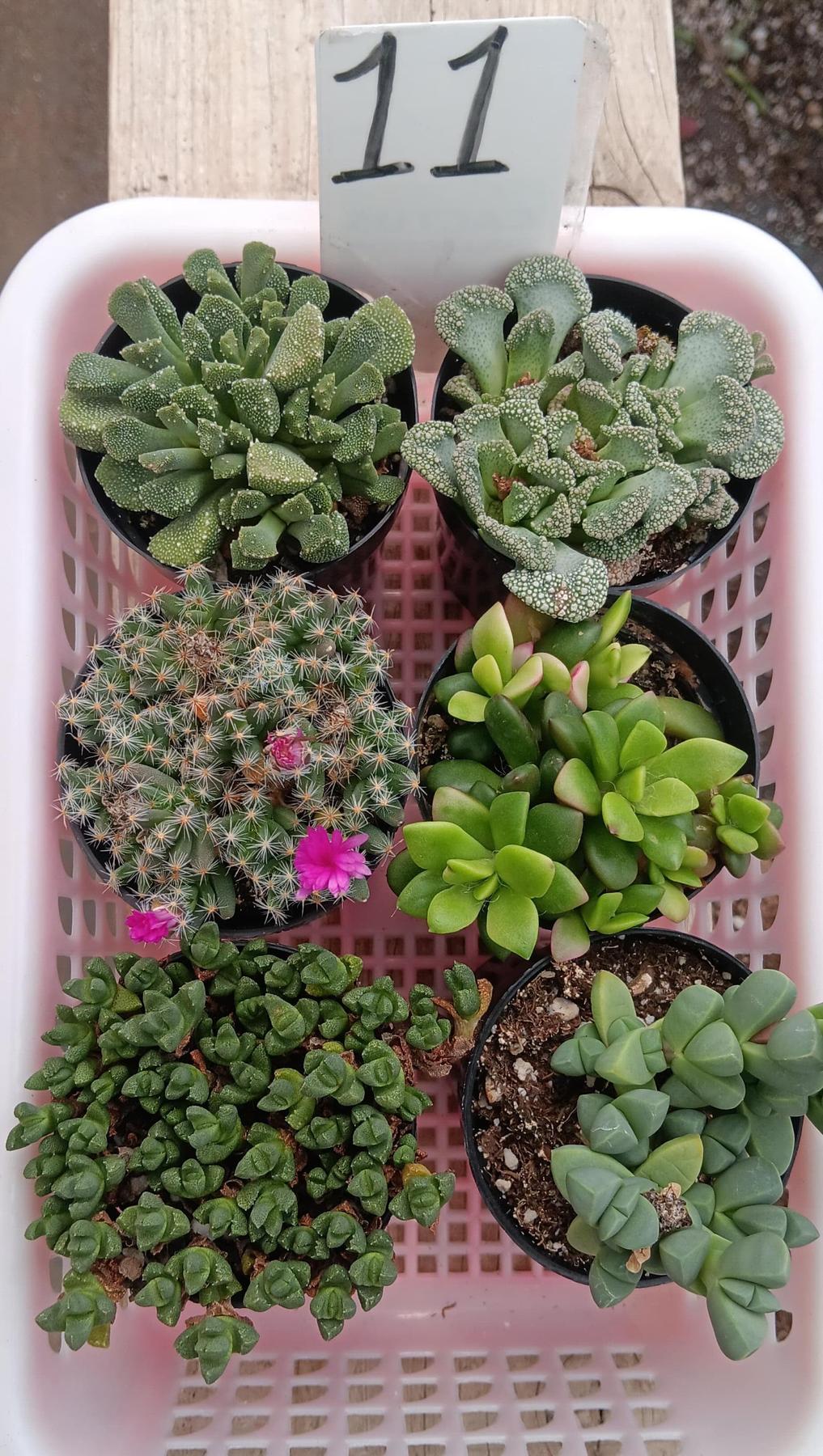 Lithops Mesembs & Mimicry Succulents-Succulent - Small-The Succulent Source