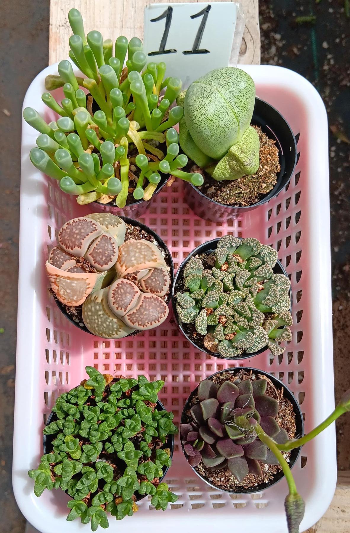 Lithops Mesembs & Mimicry Succulents-Succulent - Small-The Succulent Source