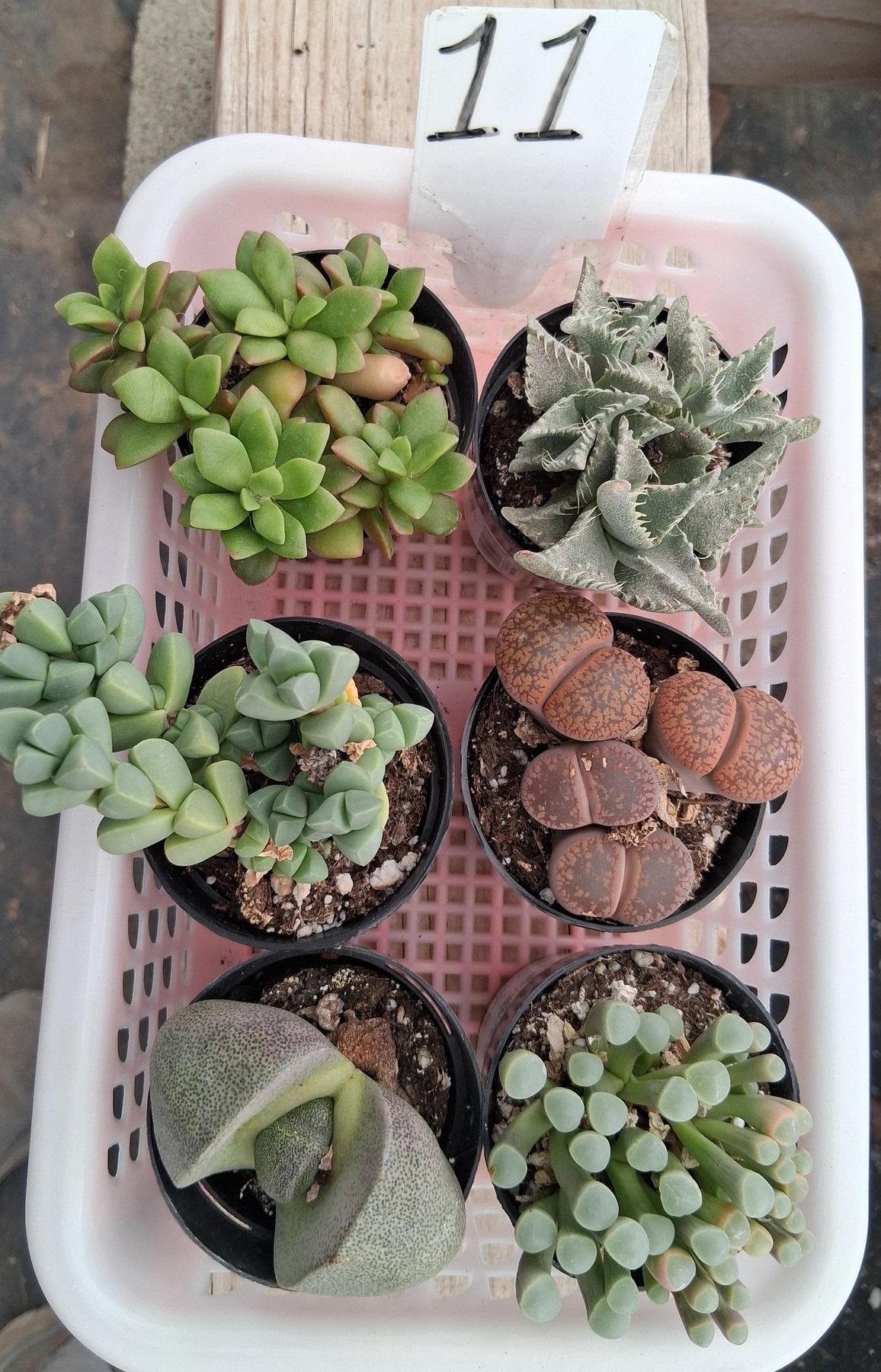 Lithops Mesembs & Mimicry Succulents-Succulent - Small-The Succulent Source