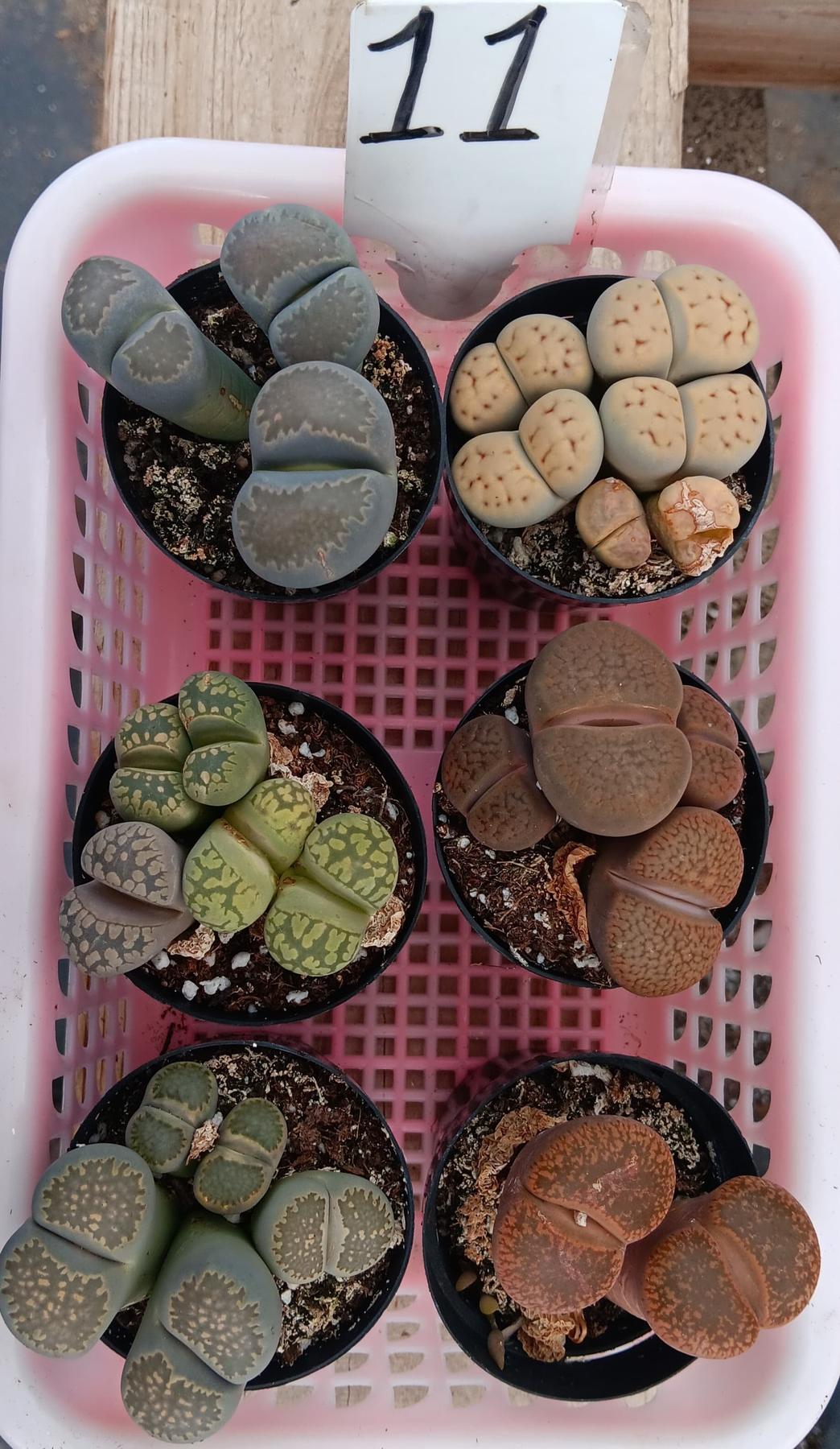 Lithops Mesembs & Mimicry Succulents-Succulent - Small-The Succulent Source