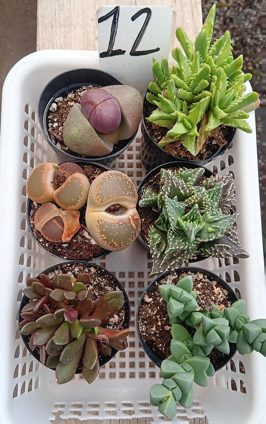 Lithops Mesembs & Mimicry Succulents-Succulent - Small-The Succulent Source