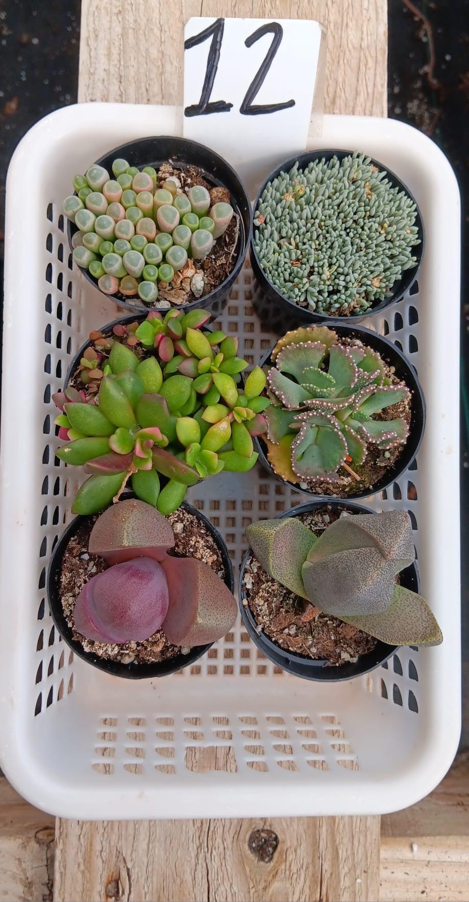 Lithops Mesembs & Mimicry Succulents-Succulent - Small-The Succulent Source
